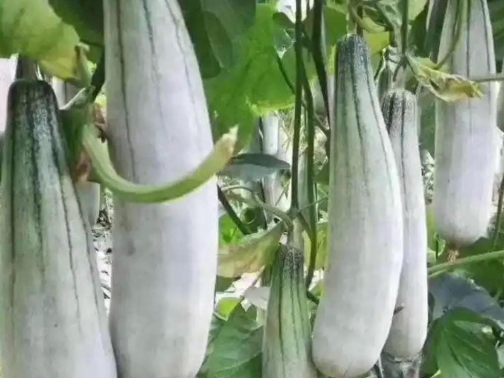 Horned Honey Melon Seeds |羊角蜜甜瓜种子 - 30 Seeds | Sweet & Crispy | Early Maturing