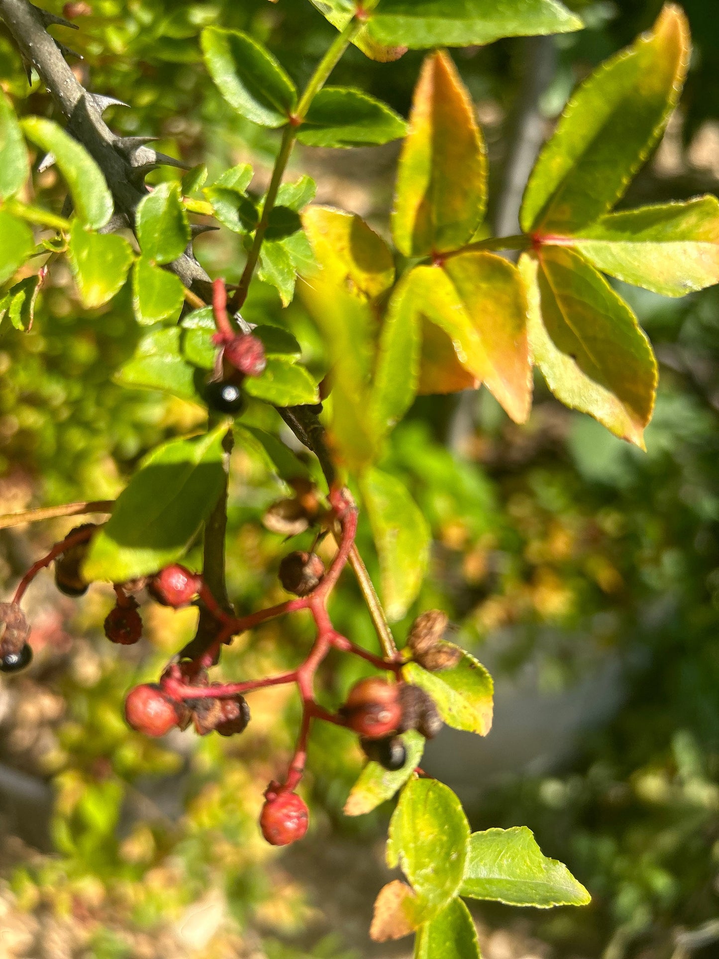 70 Sichuan Pepper Seeds, Harvested in 2024, Homegrown from Sichuan Pepper Trees