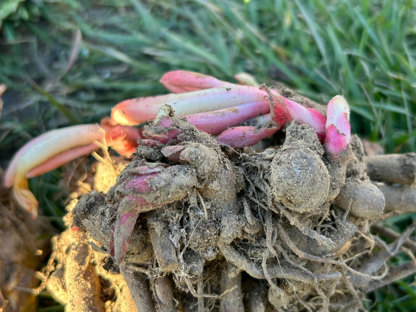 Qingwen Peony晴雯芍药-Robust Roots, Abundant Shoots, a Classic in Pink with Extended Blooming Period - Large Flower Heads, Ideal for Cut Flowers