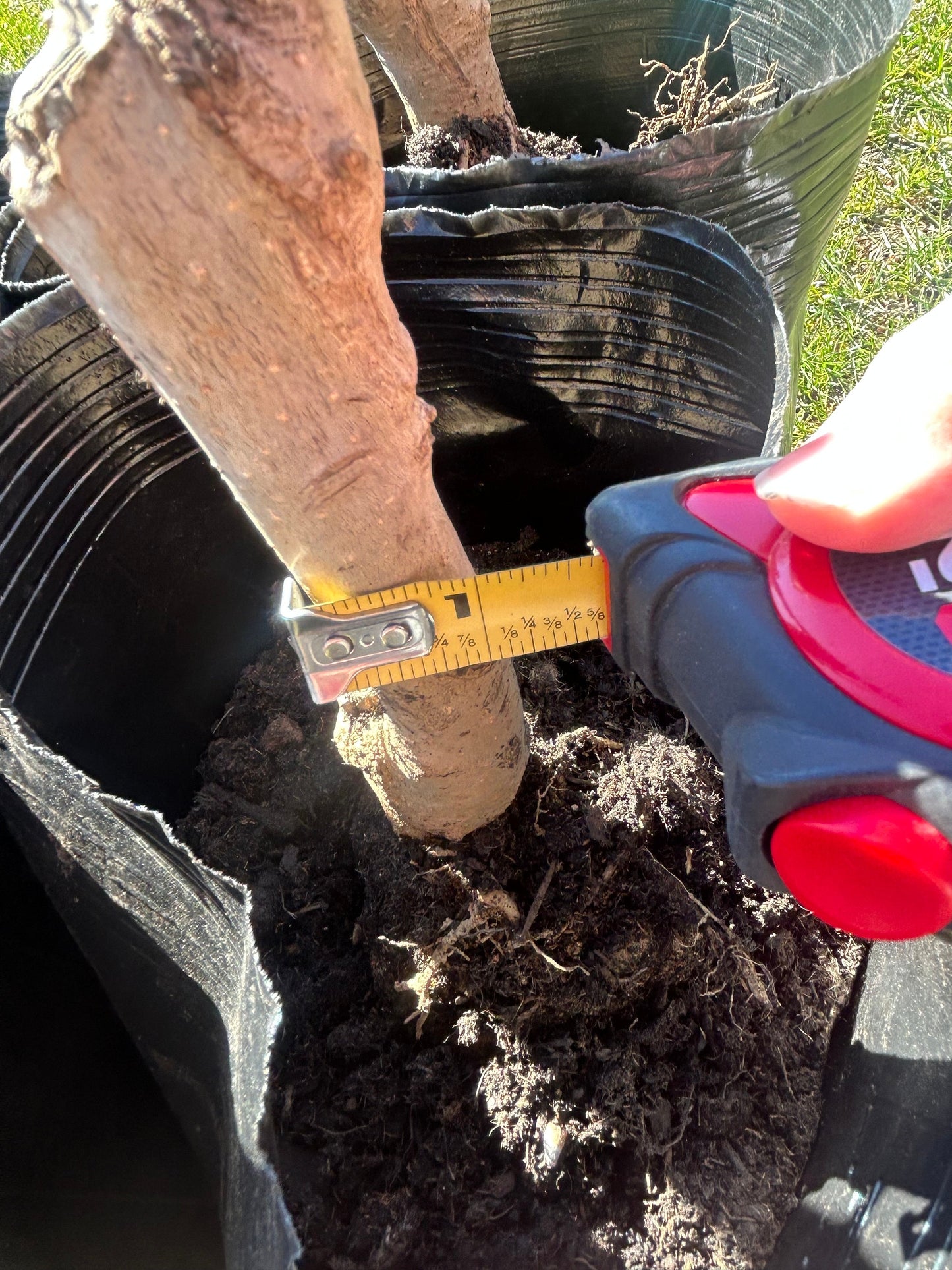 Five-Color Magnolia Tree-五彩玉兰-彩云玉兰-2-3cm Thick Trunk, about 3 Feet Tall, Shipped with Planting Bag