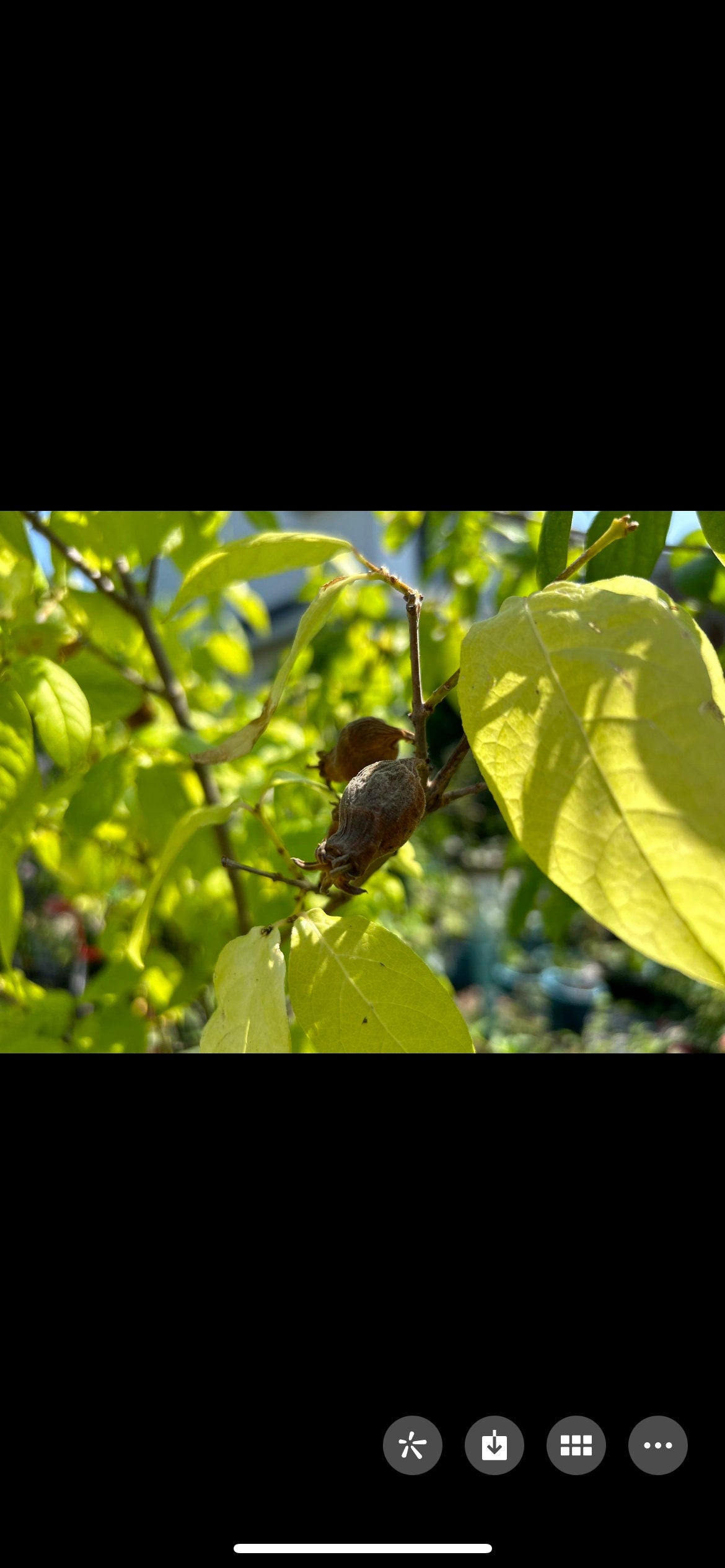 Freshly Harvested Winter Sweet (腊梅花) Seeds - 7/7/2024 | Ideal for Indoor Seedlings in Cold Weather | Free Shipping | 5 Seeds per Order