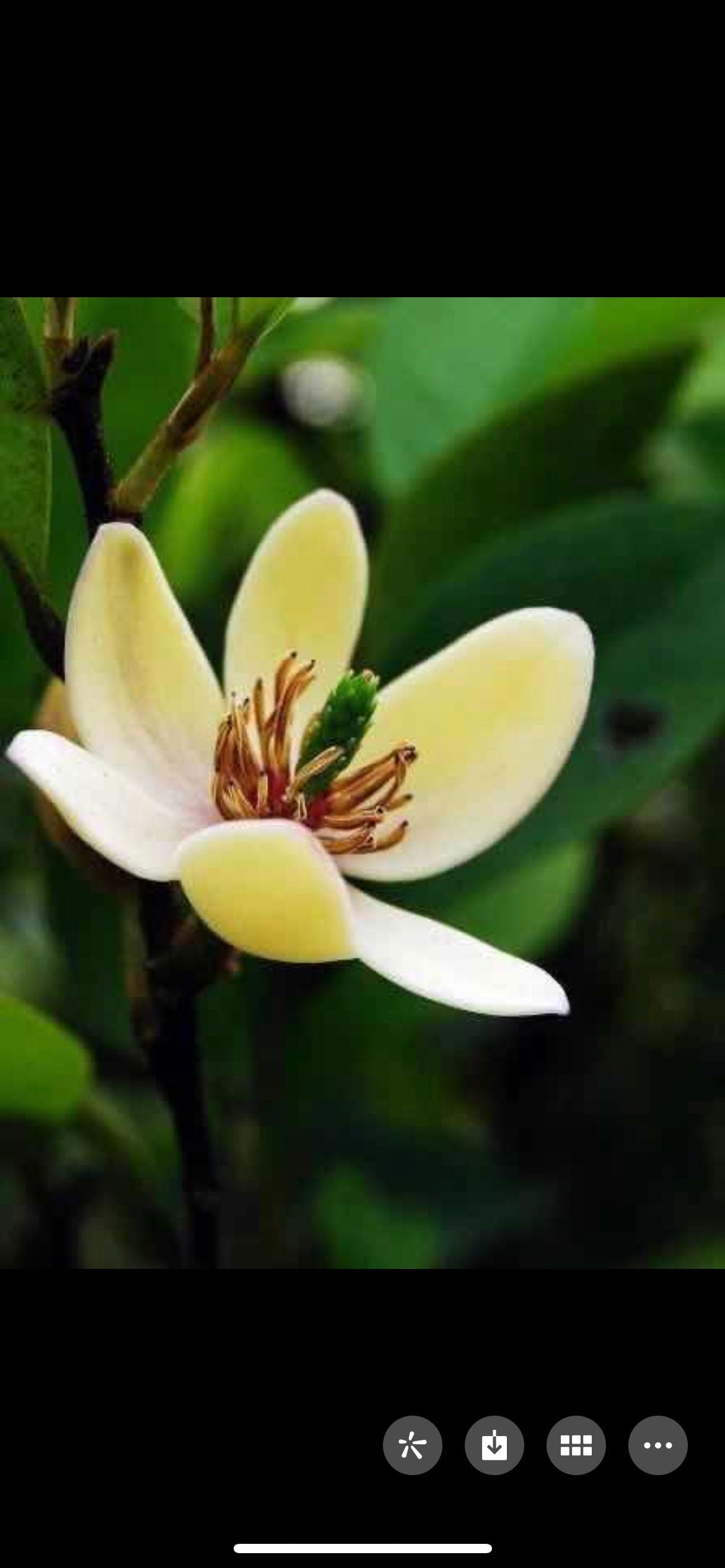 Banana Shrub, Michelia figo, Port Wine Magnolia/含笑 - Approx. 1ft 11in Tall, Shipped in Grow Bag