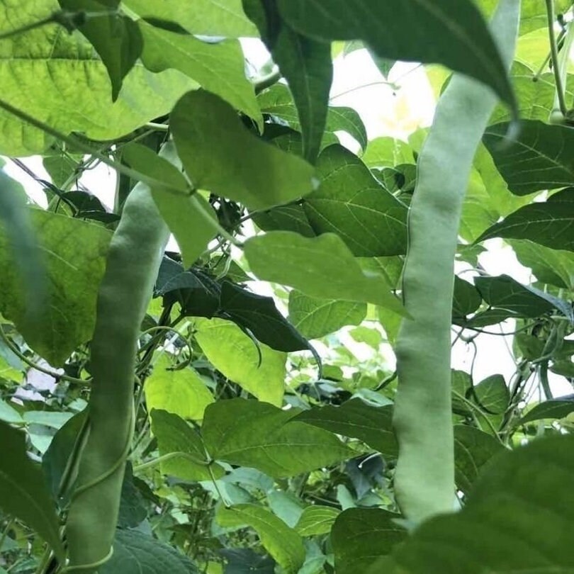 Flat beans/三扁芸豆 - medium-length, flat, non-puffy beans/夹长,夹扁,不鼓豆-12 seeds per pack