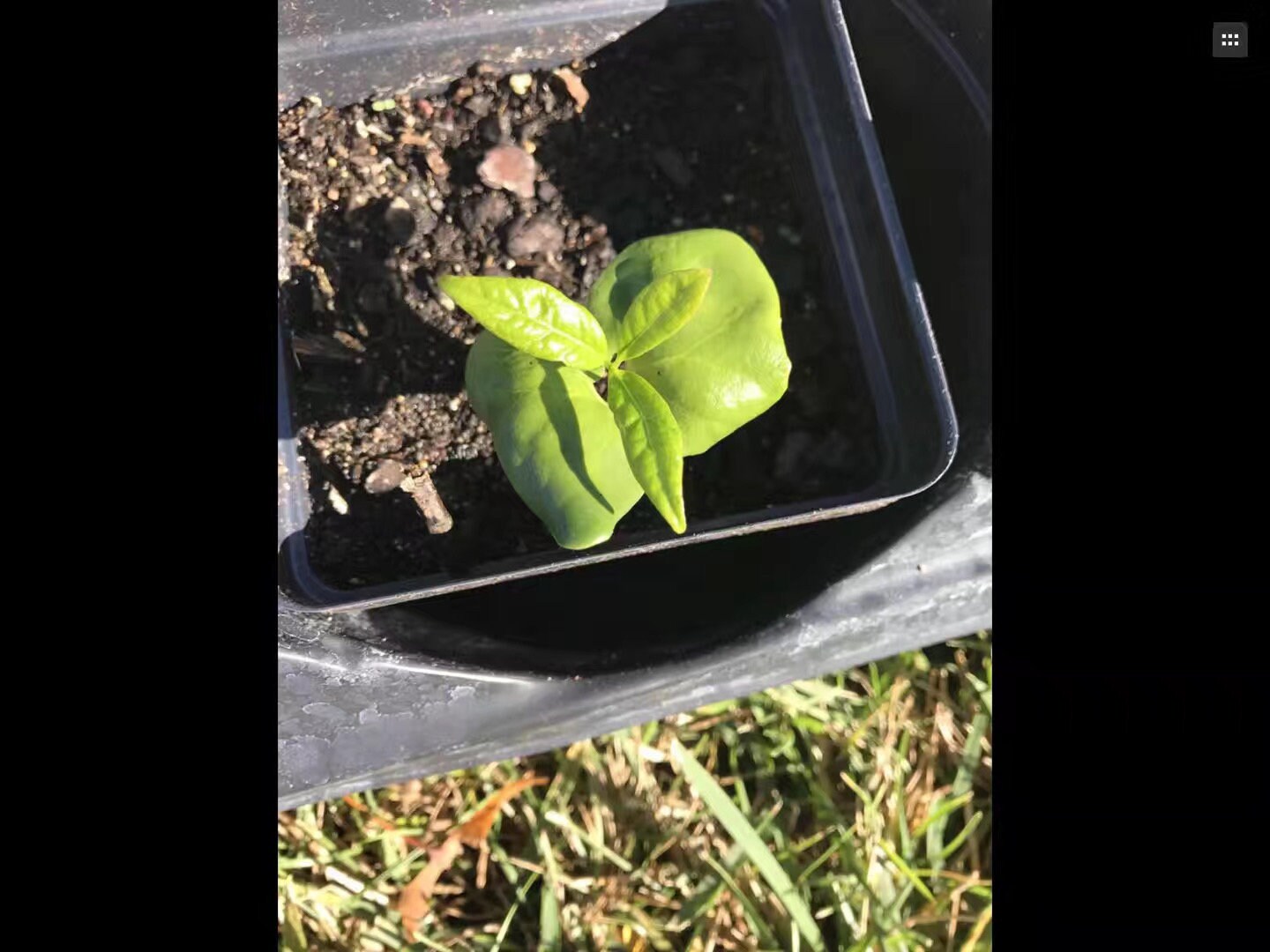Freshly Harvested Winter Sweet (腊梅花) Seeds - 7/7/2024 | Ideal for Indoor Seedlings in Cold Weather | Free Shipping | 5 Seeds per Order