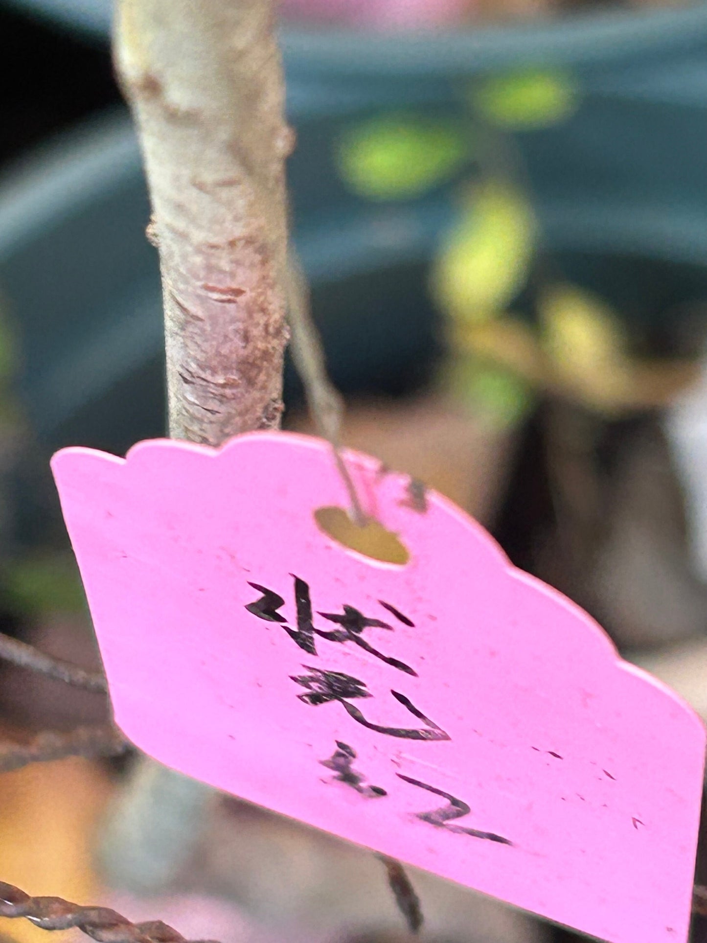 Living Plant: Self-rooted Zhuangyuanhong Osmanthus /状元红桂花-in 2-Gallon Size
