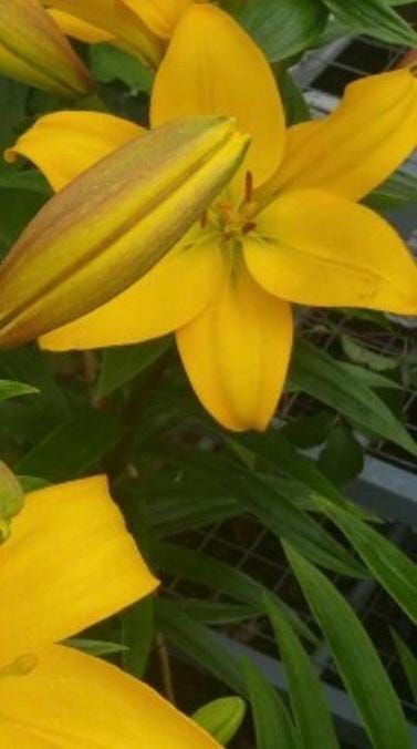 Lilium ‘Nashville’ |纳仕维尔百合– Vibrant Yellow LA Hybrid Lily Bulb (One Bulb per Order)