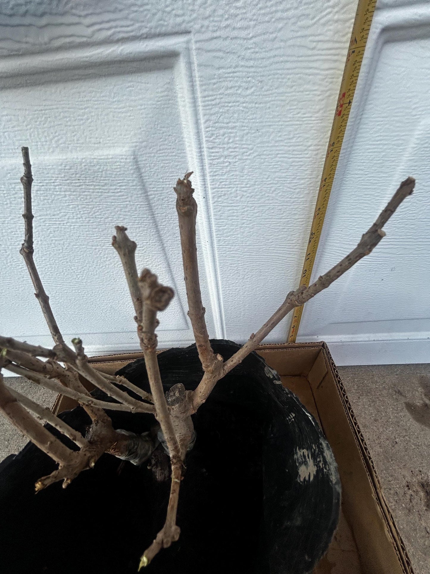 Yulinglong Wintersweet - 玉玲珑腊梅 - Potted Plant (1ft9in) with Bag, Double-Branch Grafted, Shipped with Care (Bare, blooming over).