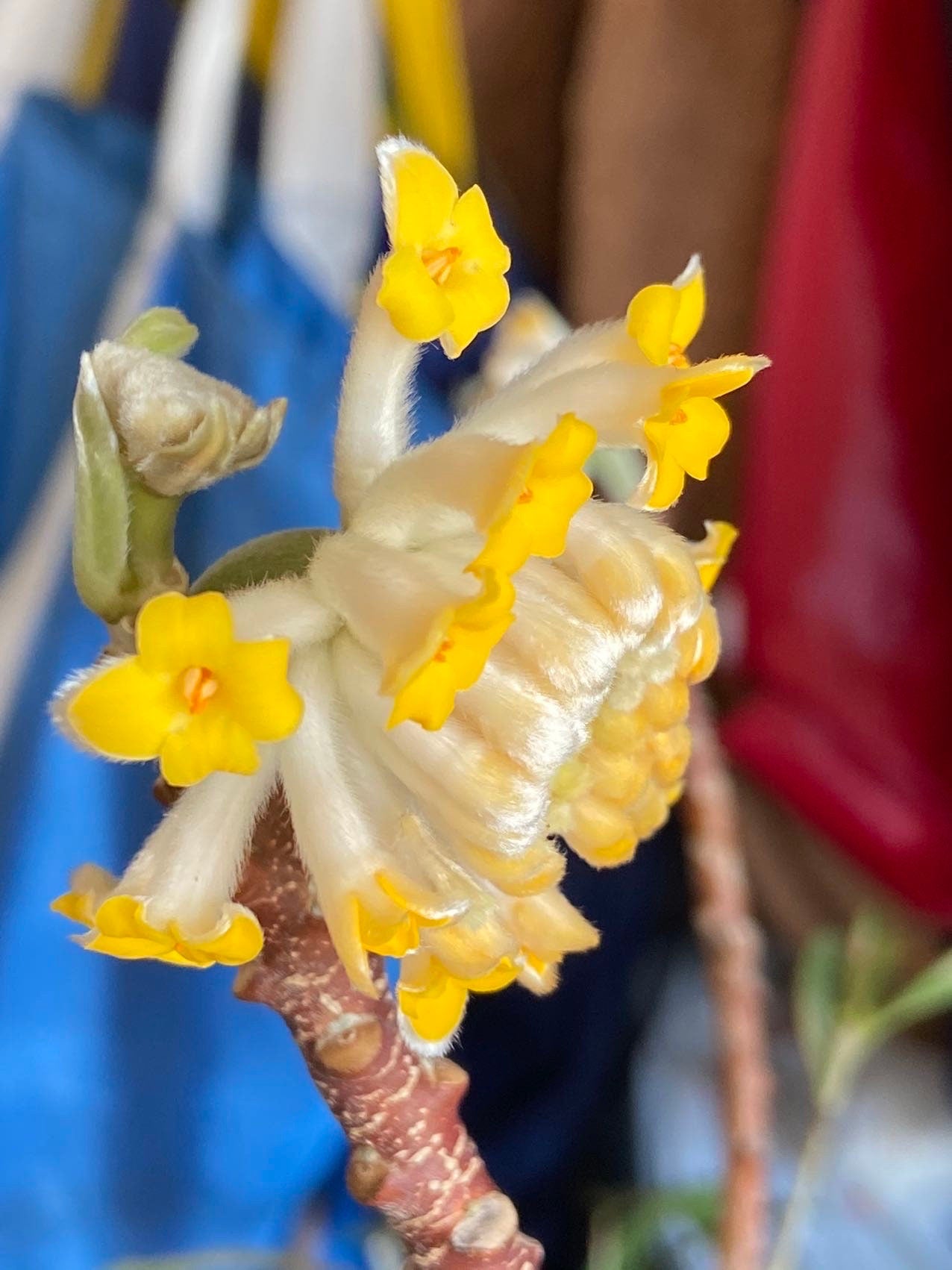 Paper Bush (Love Tree) /结香树-爱情树- 2 Gallons, Small Packaging - Image Shows One Stage, Seasonal Beauty Year-Round