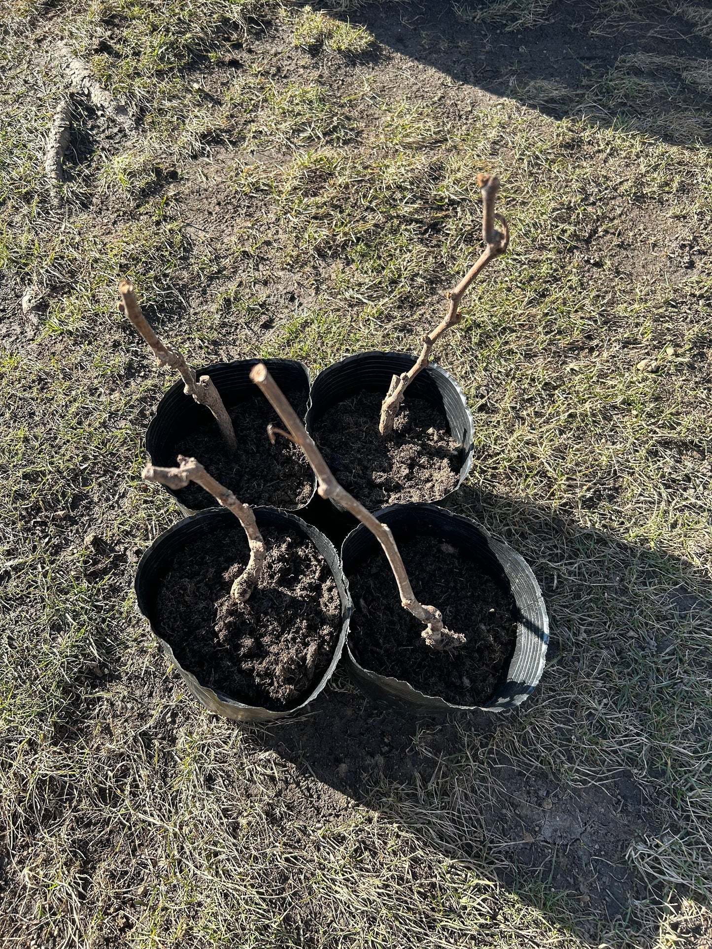 Summer Black Grape 3-Year-Old 夏黑葡萄 - Robust Roots, Conveniently Shipped in Planting Bag, Winter Bare Stems Bursting into Spring Blossoms.
