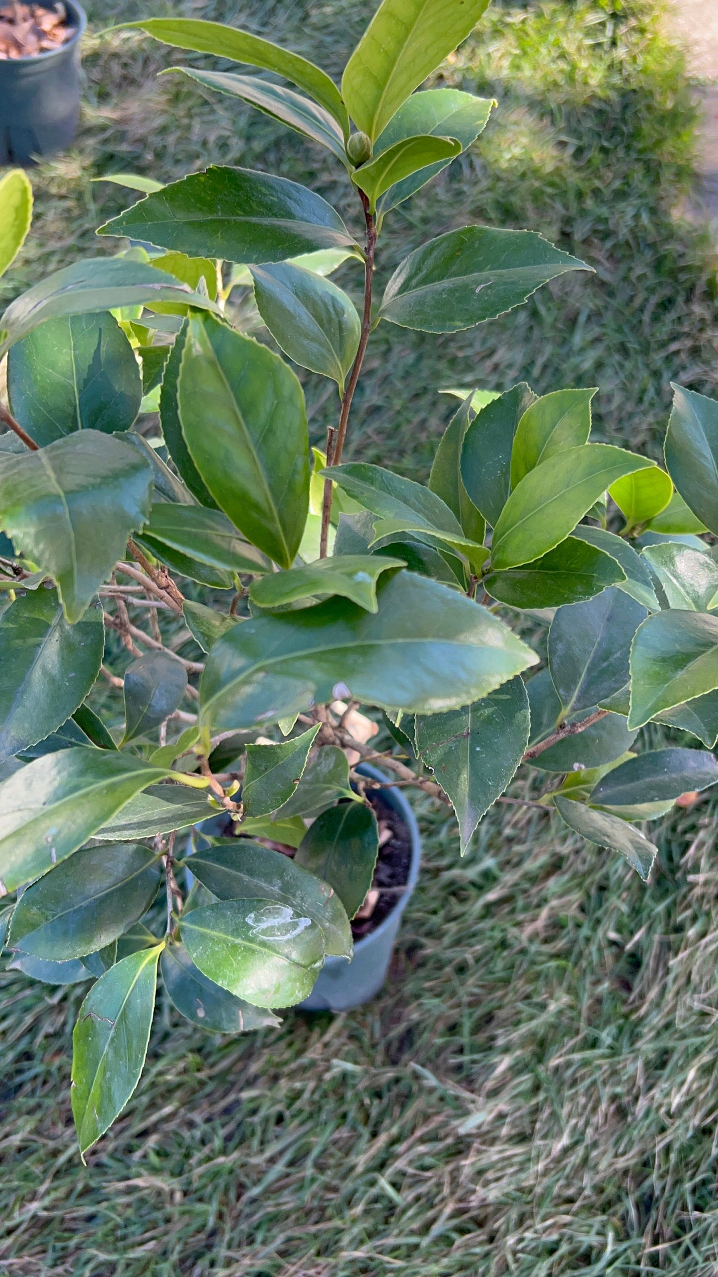 Zheng Xishi Camellia/正西施茶花, 5-Gallon size Potted Plant, Shipped with Pot, Live Plant in Pot