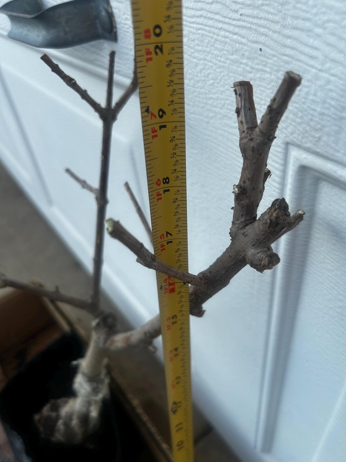 Yulinglong Wintersweet - 玉玲珑腊梅 - Potted Plant (1ft9in) with Bag, Single-Branch Grafted, Shipped with Care (Bare, blooming over).