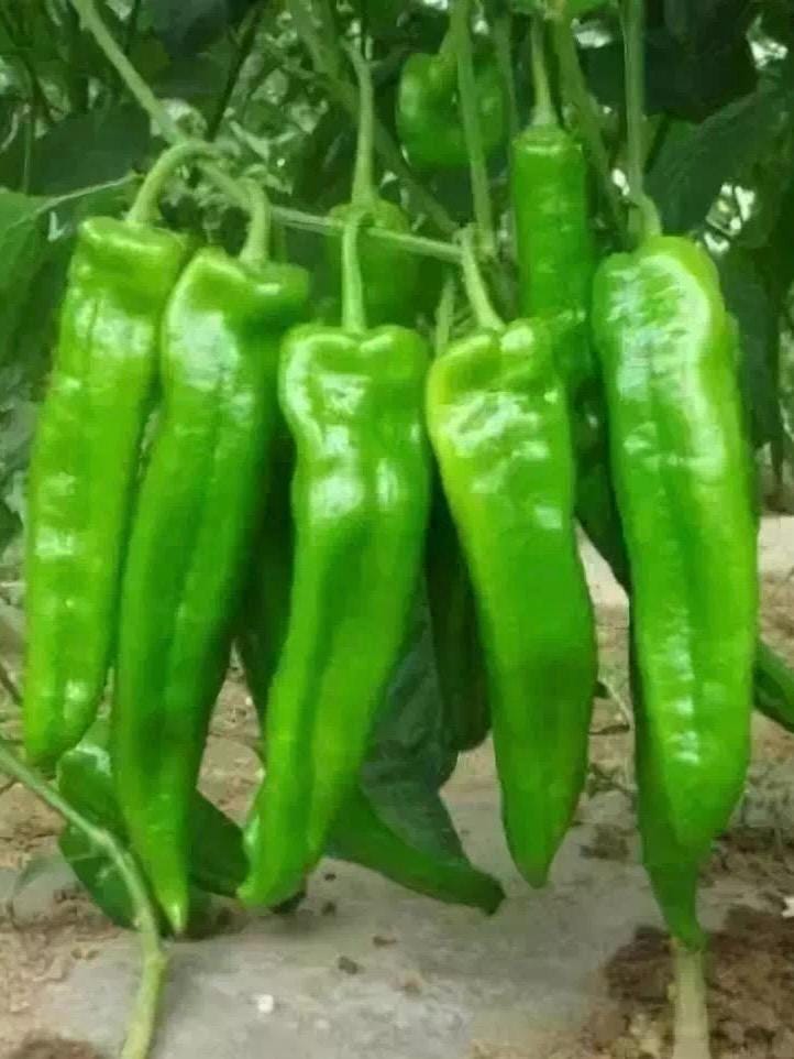 New Hybrid Niujiao Chili Pepper Seeds / 新育牛角椒种子 – 20 Seeds per Pack | Large, Spicy, High-Yielding & Early-Maturing