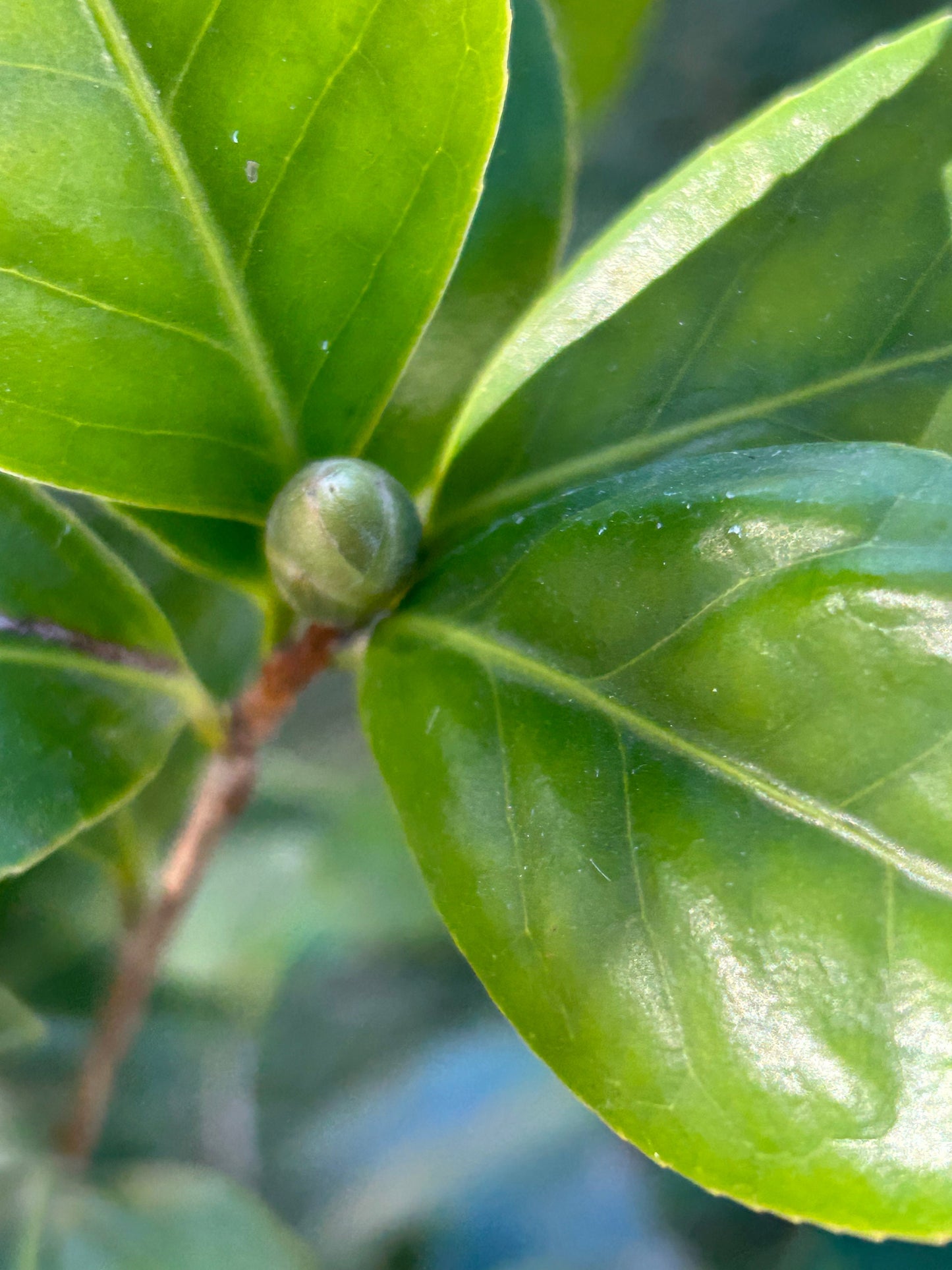 Zheng Xishi Camellia/正西施茶花, 5-Gallon size Potted Plant, Shipped with Pot, Live Plant in Pot