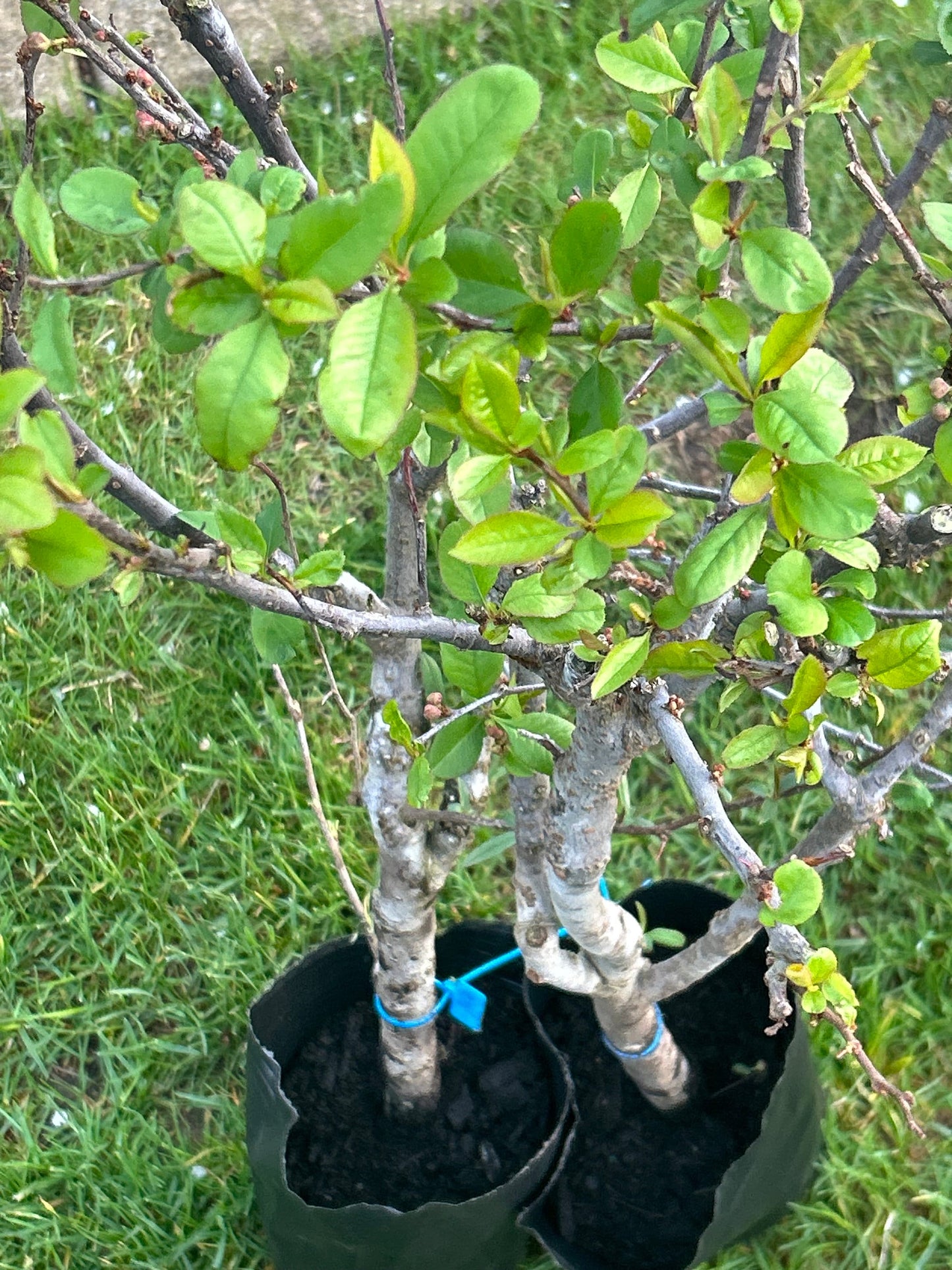 Shijieyi Flowering Quince -世界一海棠- 2.5-3 Inch Thick Stem, 2ft 7inch Tall - Shipping with Growing Bag