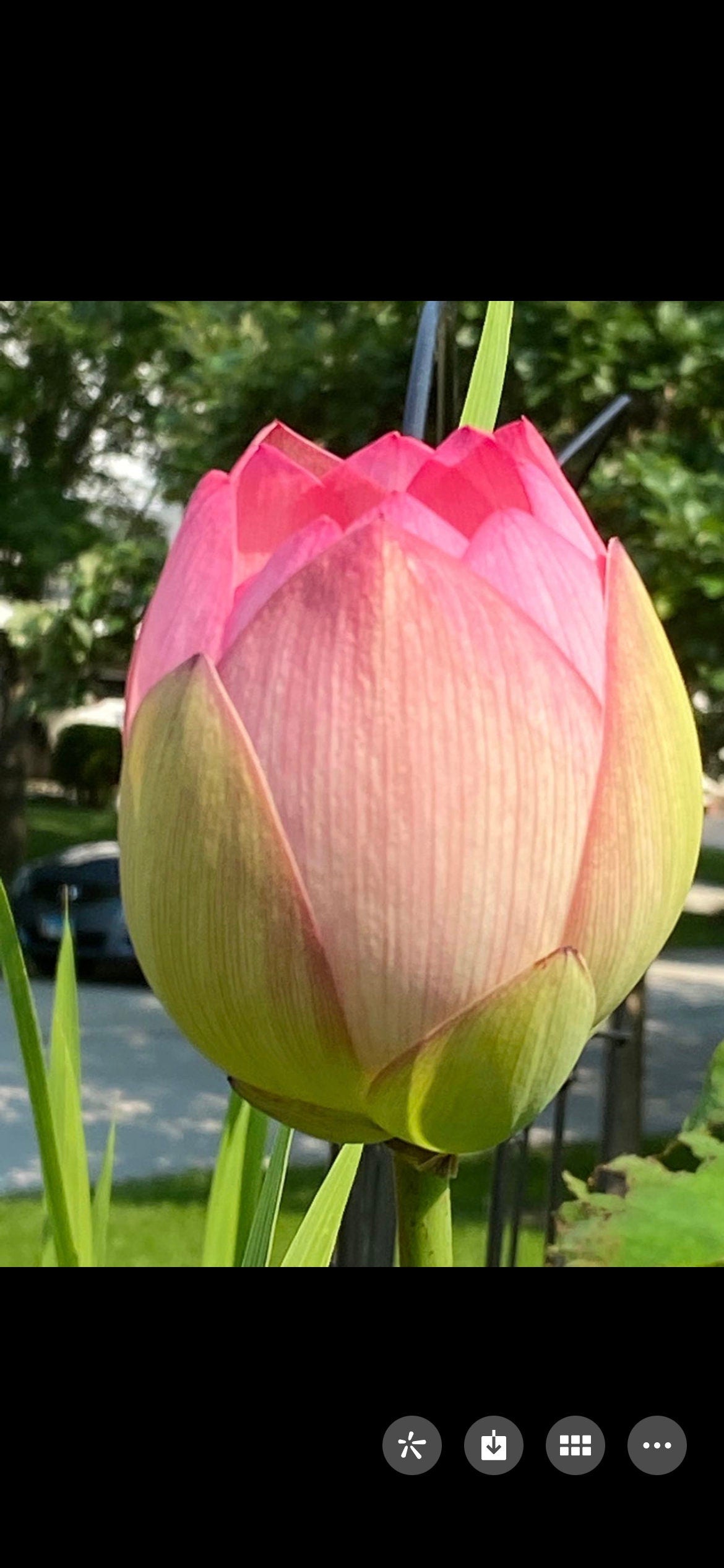 Hubei Honghu Organic Edible Lotus Seeds - 湖北洪湖有机食用藕荷种,5 Seeds per Order | Free Shipping | A Great Idea to Witness Germination Personall