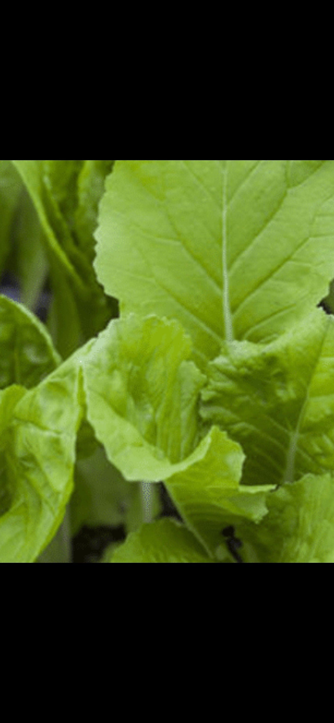 Golden Cream Bok Choy Seeds -四季黄金奶油小白菜种子- 1000 Seeds per Pack