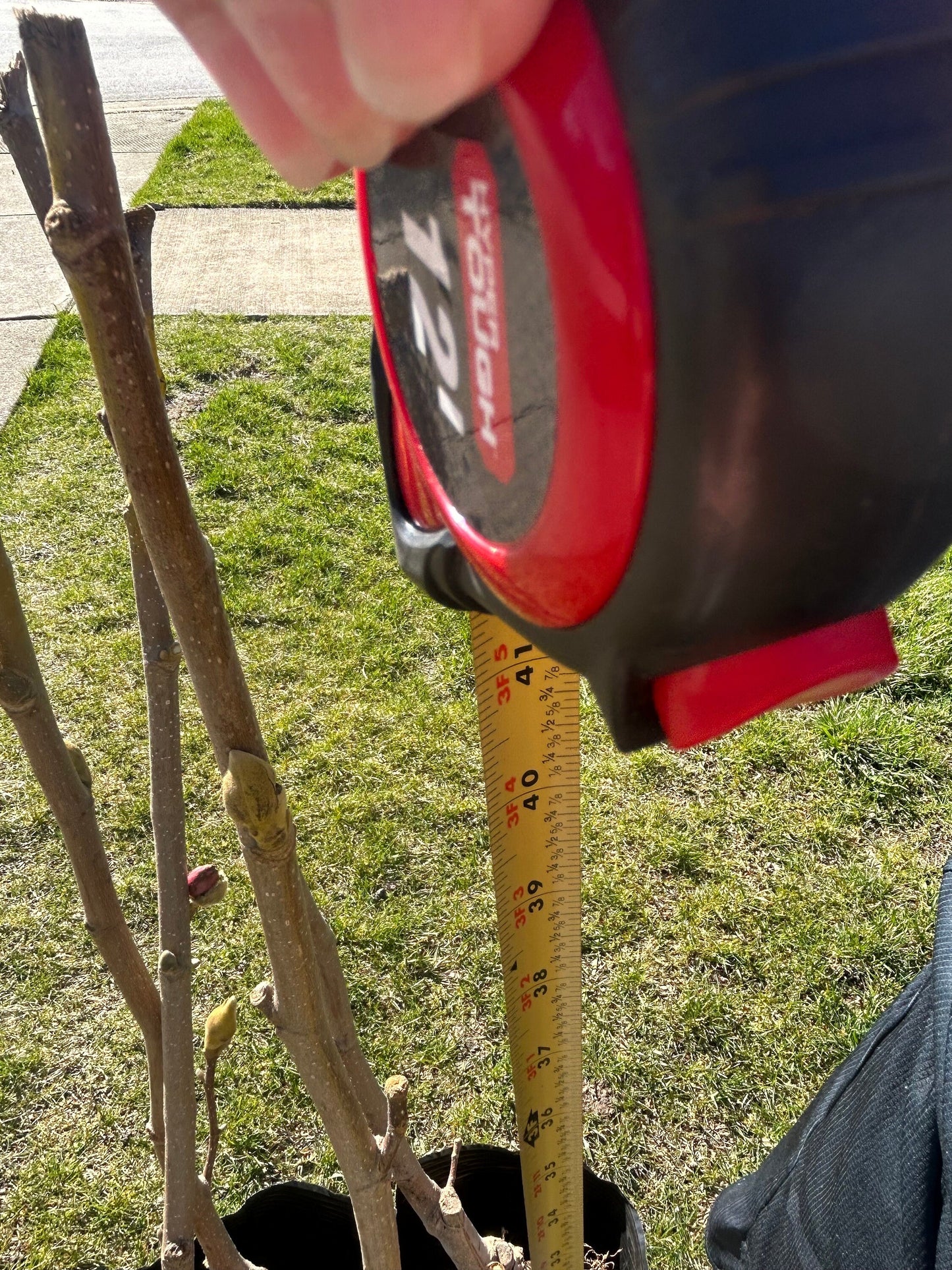 Five-Color Magnolia Tree-五彩玉兰-彩云玉兰-2-3cm Thick Trunk, about 3 Feet Tall, Shipped with Planting Bag