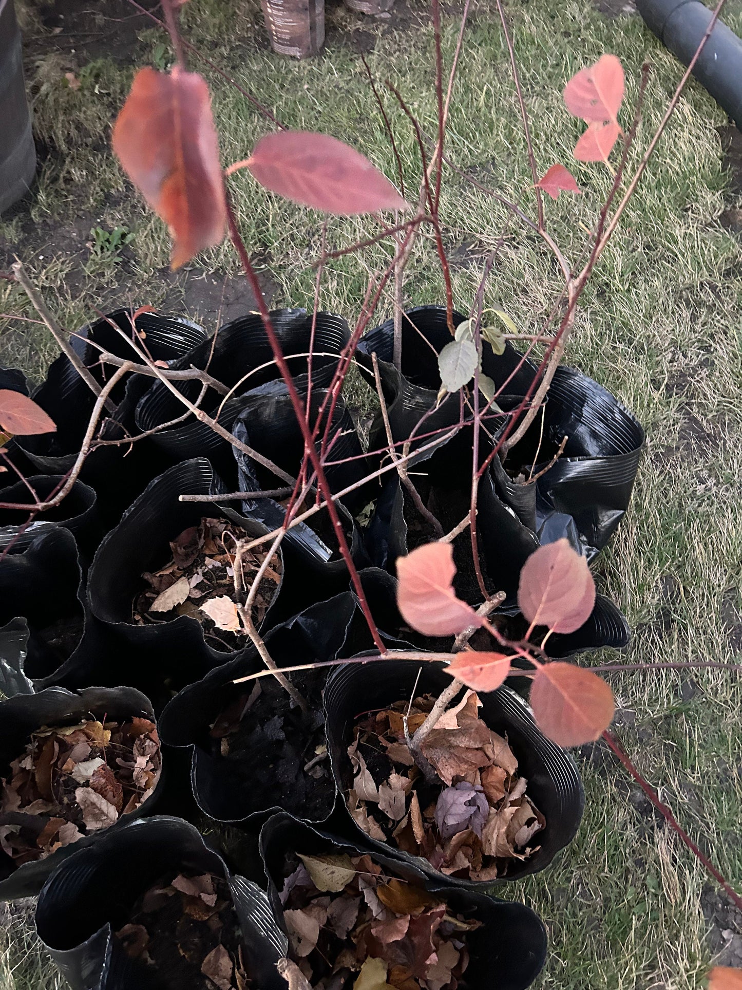 Graceful Beauty Plum Tree /美人梅-5 Gallon Size | Autumn Foliage, Shipped with Pruned Branches in Planting Bag | Living Plant