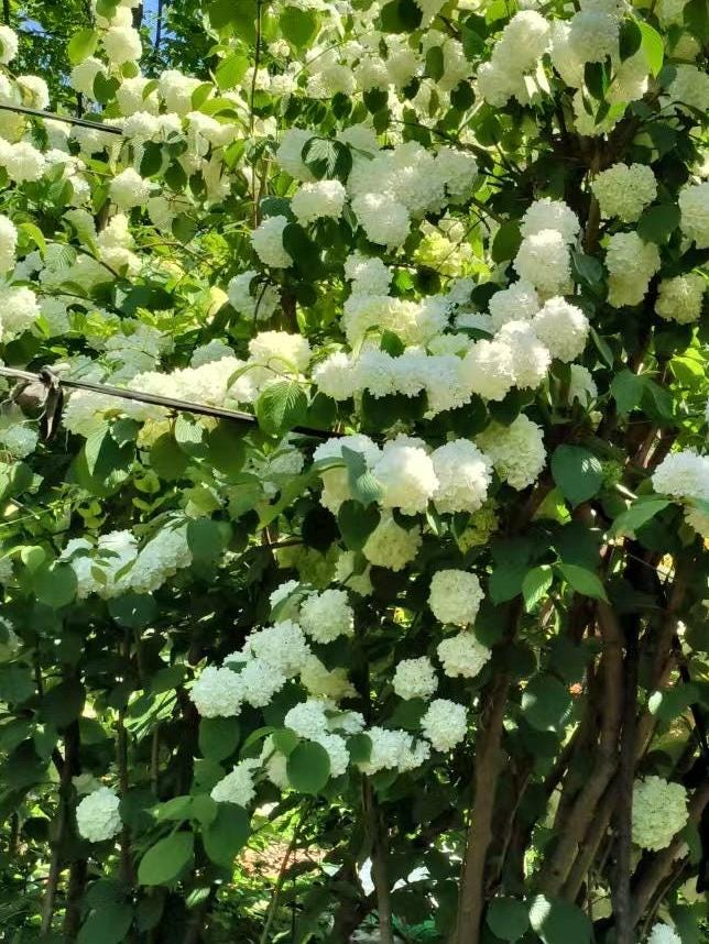 Chinese Snowball Viburnum Sapling /中华木绣球树苗– Approximately 2 Feet Tall, 1.5 cm Stem Diameter, Own Root, Ships with Growing Bag