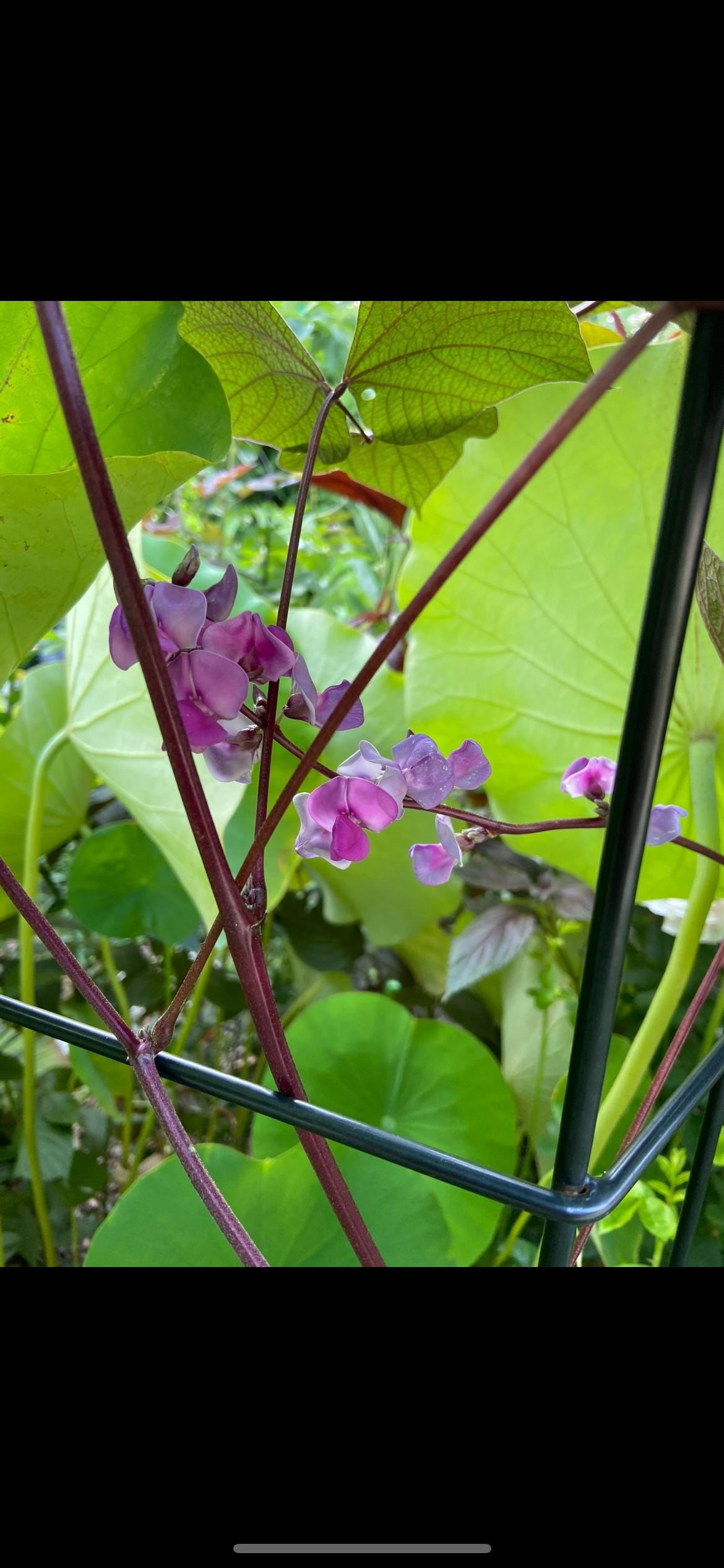 Certified Organic Purple Hyacinth Bean Seeds / 紫扁豆角种子; High-Yield, Climbing Vine with Purple Pods and Beautiful Ornamental Flowers, 12 seeds