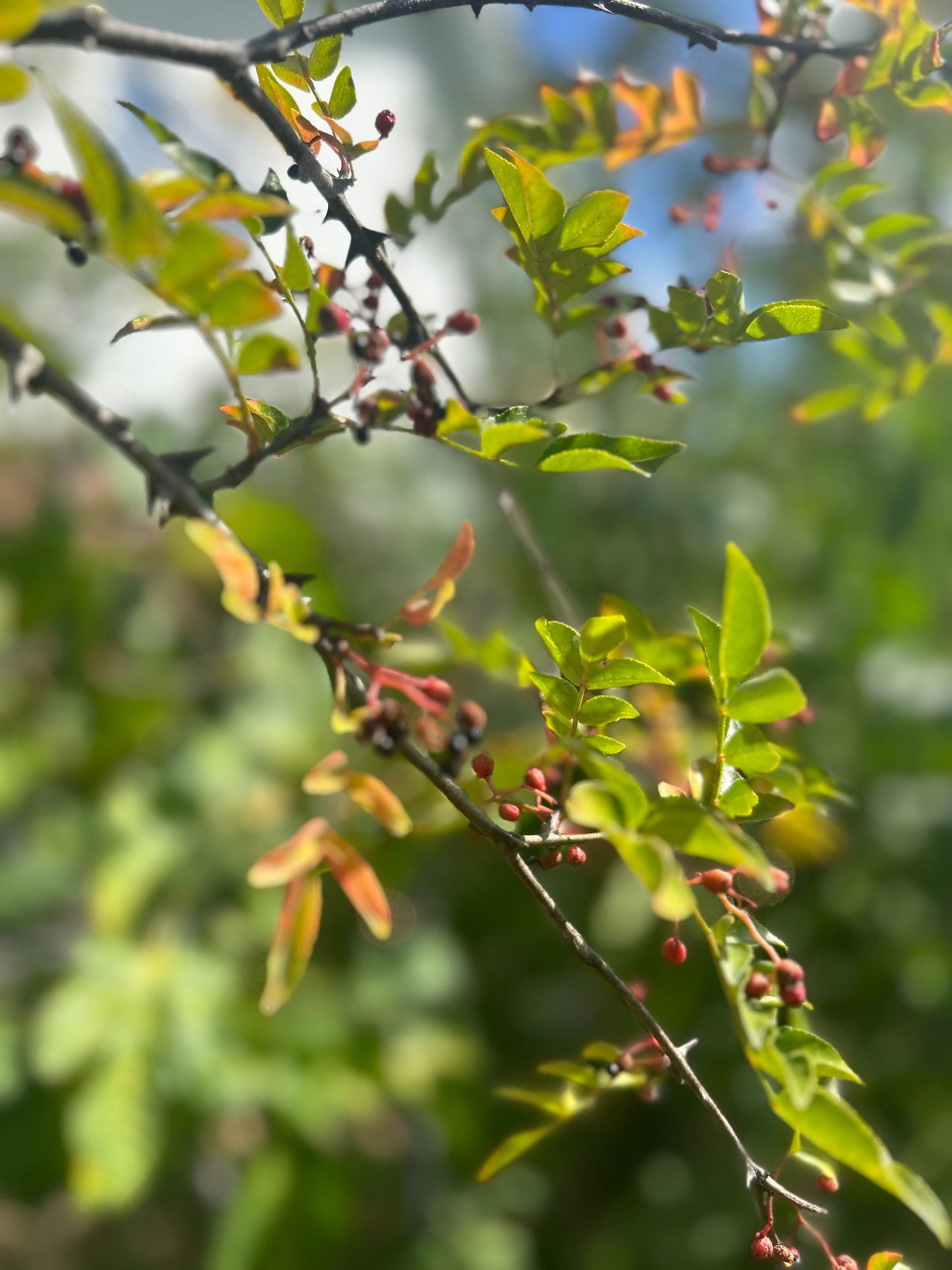 70 Sichuan Pepper Seeds, Harvested in 2024, Homegrown from Sichuan Pepper Trees