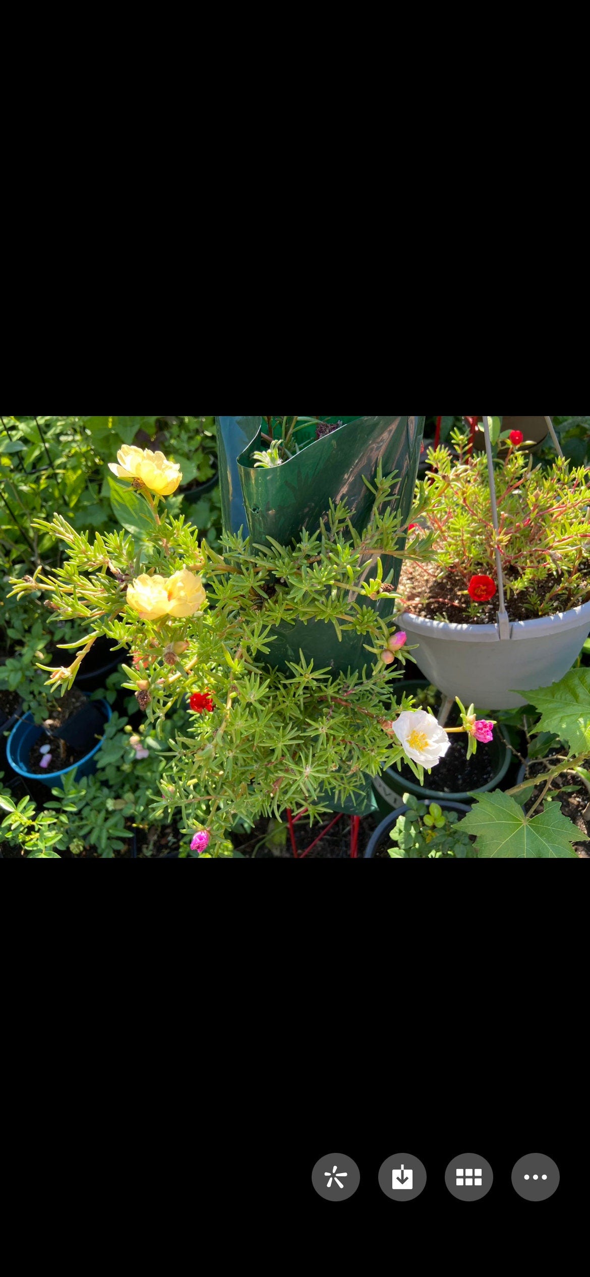 Double-Petal Portulaca grandiflora seeds,hundreds to thousands of seeds