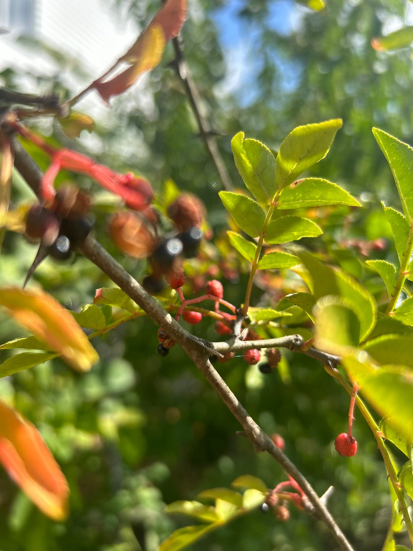 70 Sichuan Pepper Seeds, Harvested in 2024, Homegrown from Sichuan Pepper Trees