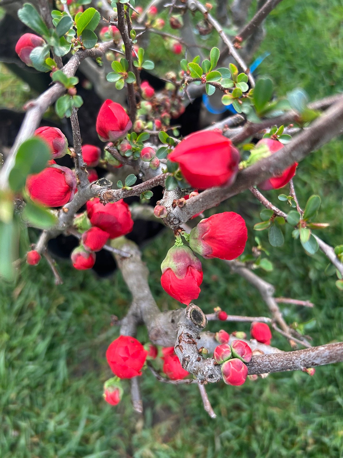 Longevity Crown Flowering Quince|长寿冠海棠 - Thick Stem 2.5 to 3 Inch - About 2ft Tall - Live Plant with Growing Bag - Bonsai Friendly