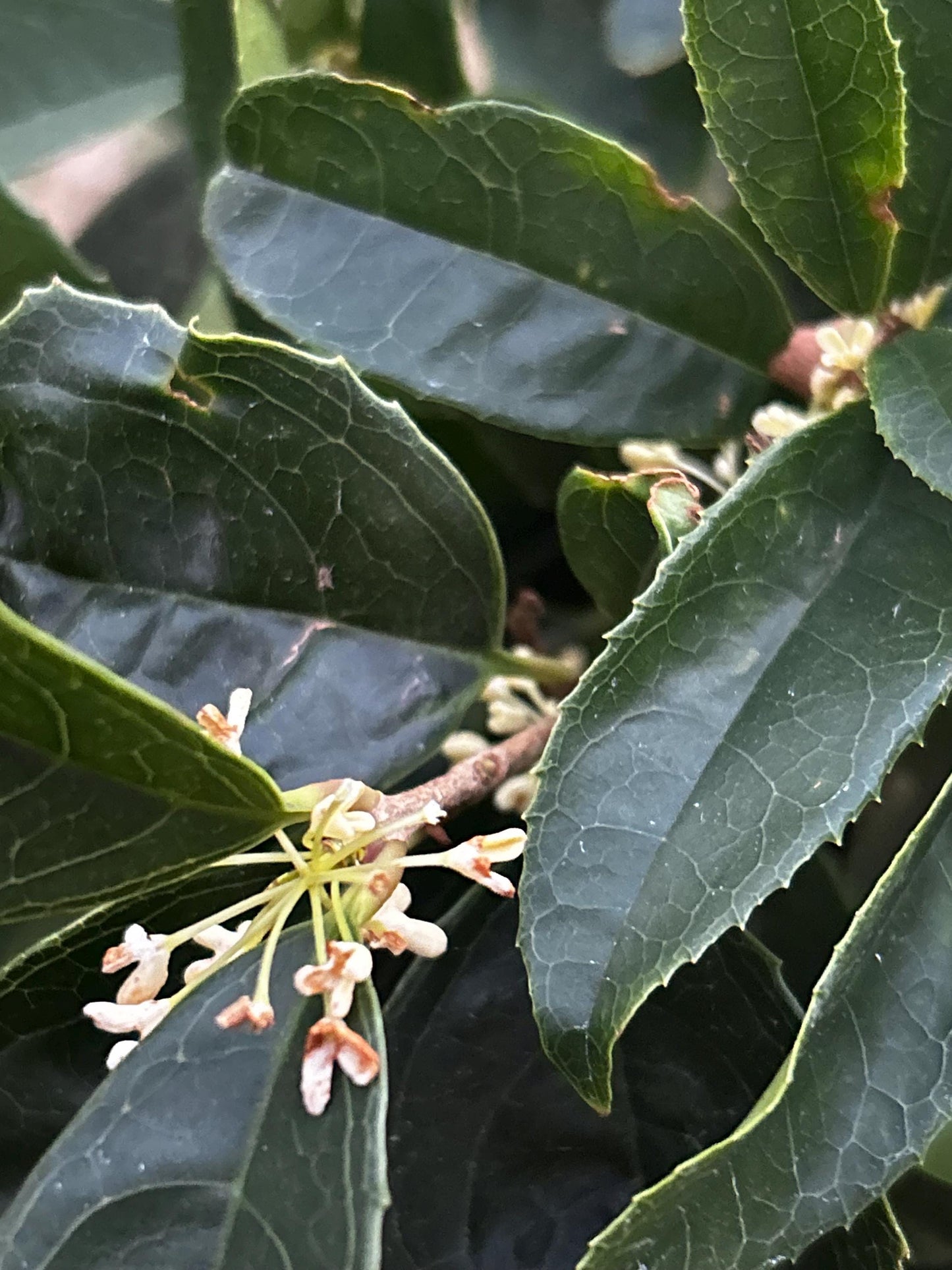Fu Ding Zhu (佛顶株) - Fragrant Osmanthus - Trunk Diameter 3-4cm, Height Nearly 2ft - Shipped with Growing Bag