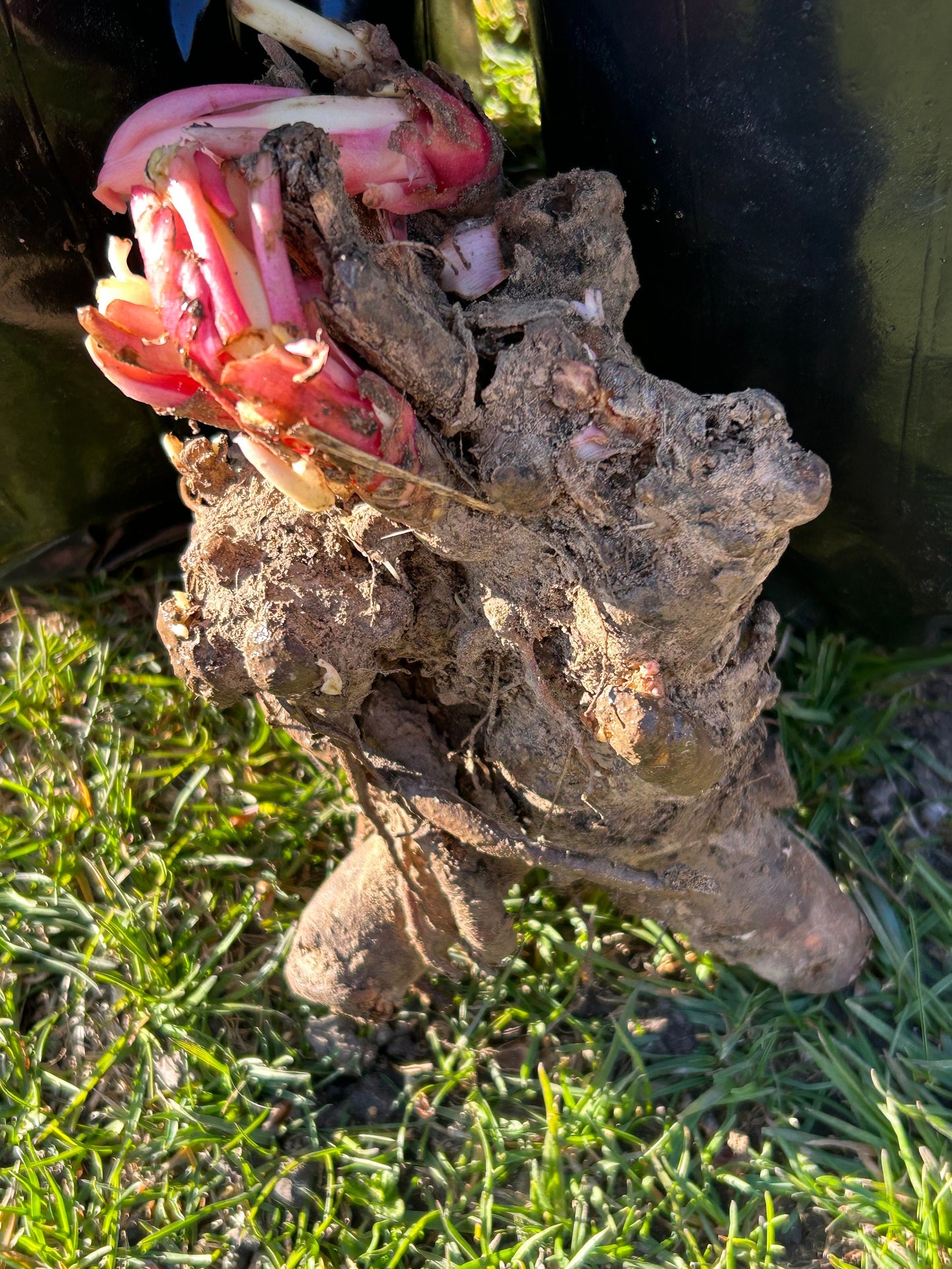 Curly Leaf Red Peony-卷叶红芍药- Robust Roots, Abundant Shoots, Distinctive Thousand-Layer Blooms with Curled Leave