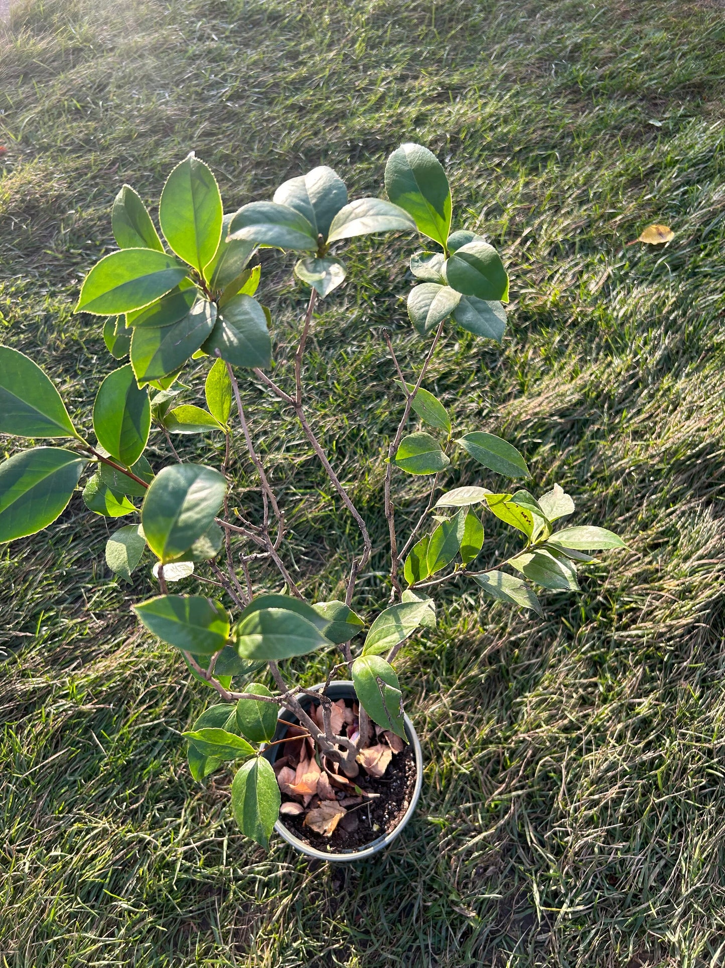 Hanging Thread Chang'e Color Camellia / “挂线嫦娥彩”山茶花-Lovely Red Thread Variety, 5-Gallon Potted Plant, Shipped with Pot, Live Plant in Pot