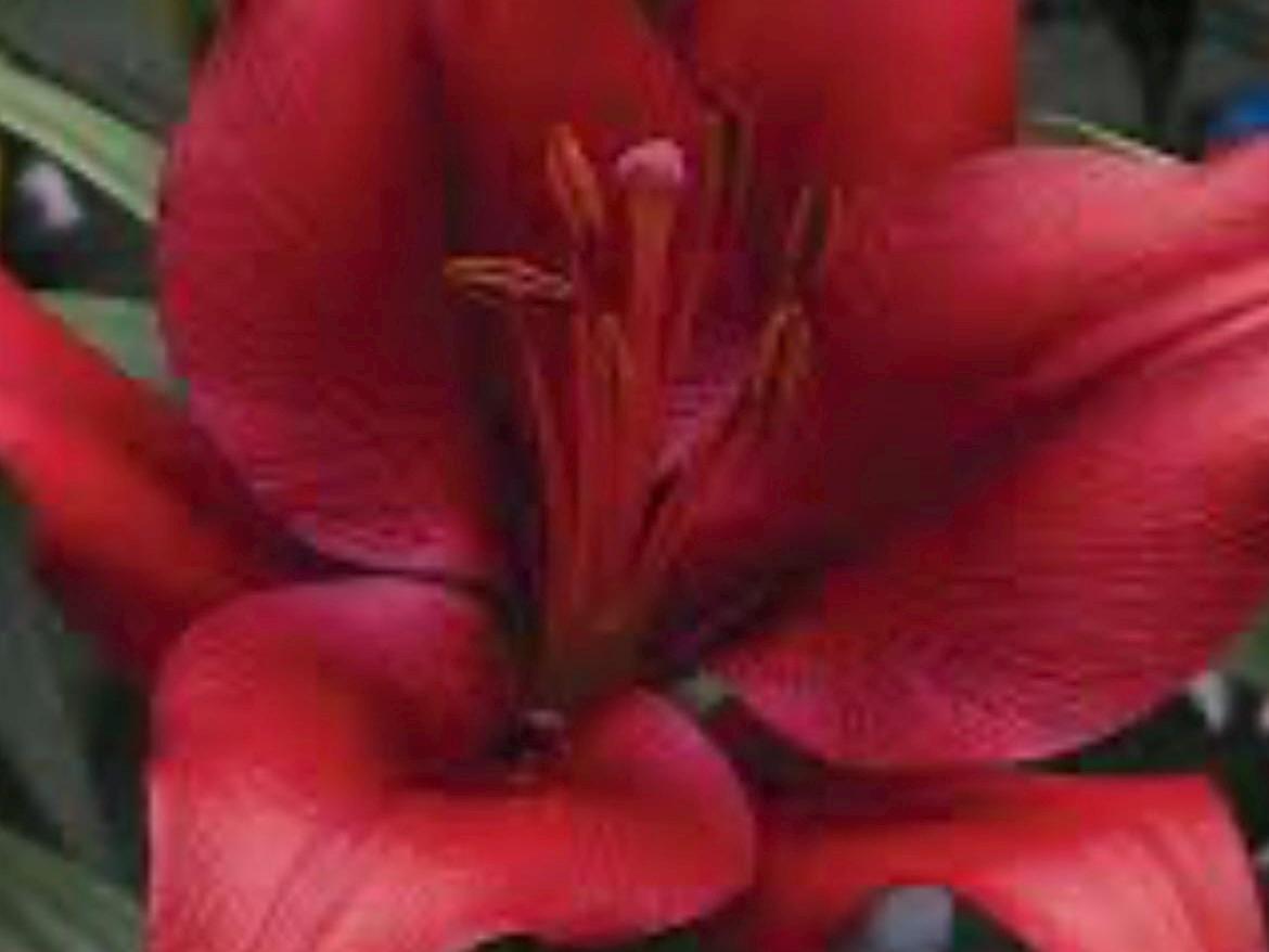 Forza Red Asiatic Lily Bulb|红色风暴百合 – Stunning Deep Red Blooms for Your Garden