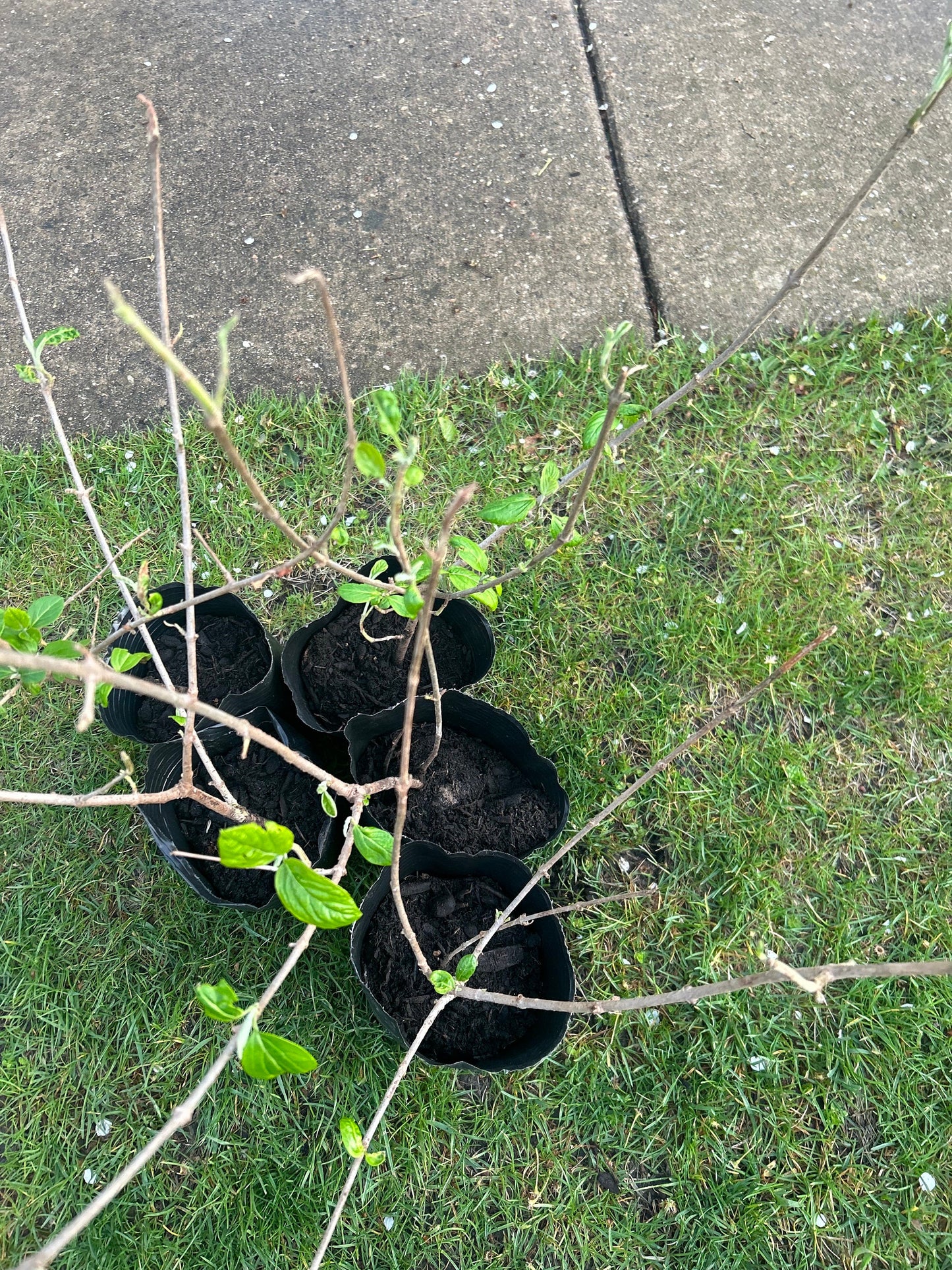 Chinese Snowball Viburnum Sapling-中华木绣球-2 Feet Tall, 0.5-Inch Diameter Stem, Own Root, Shipping with Growing Bag