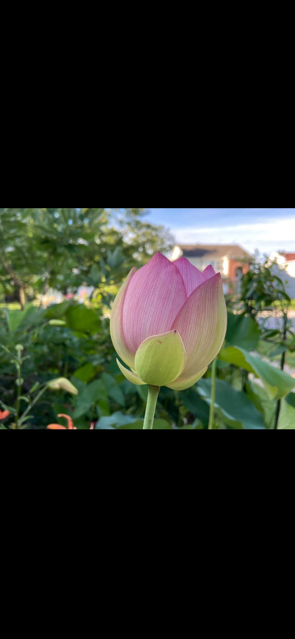 Hubei Honghu Organic Edible Lotus Seeds - 湖北洪湖有机食用藕荷种,5 Seeds per Order | Free Shipping | A Great Idea to Witness Germination Personall