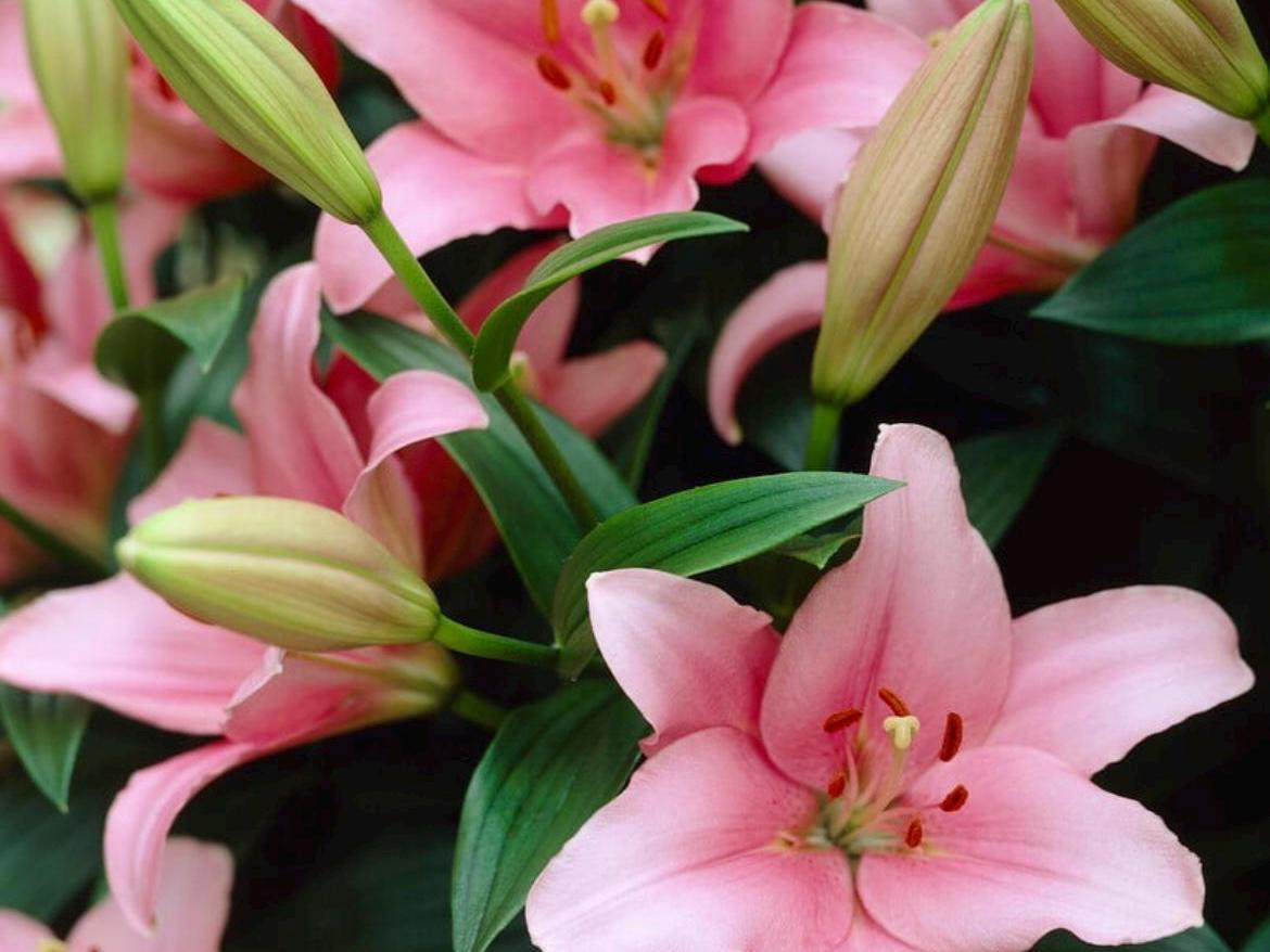 Lilium ‘Brindisi’ |布林地西百合-Soft Pink LA Hybrid Lily Bulb (One Bulb per Order)