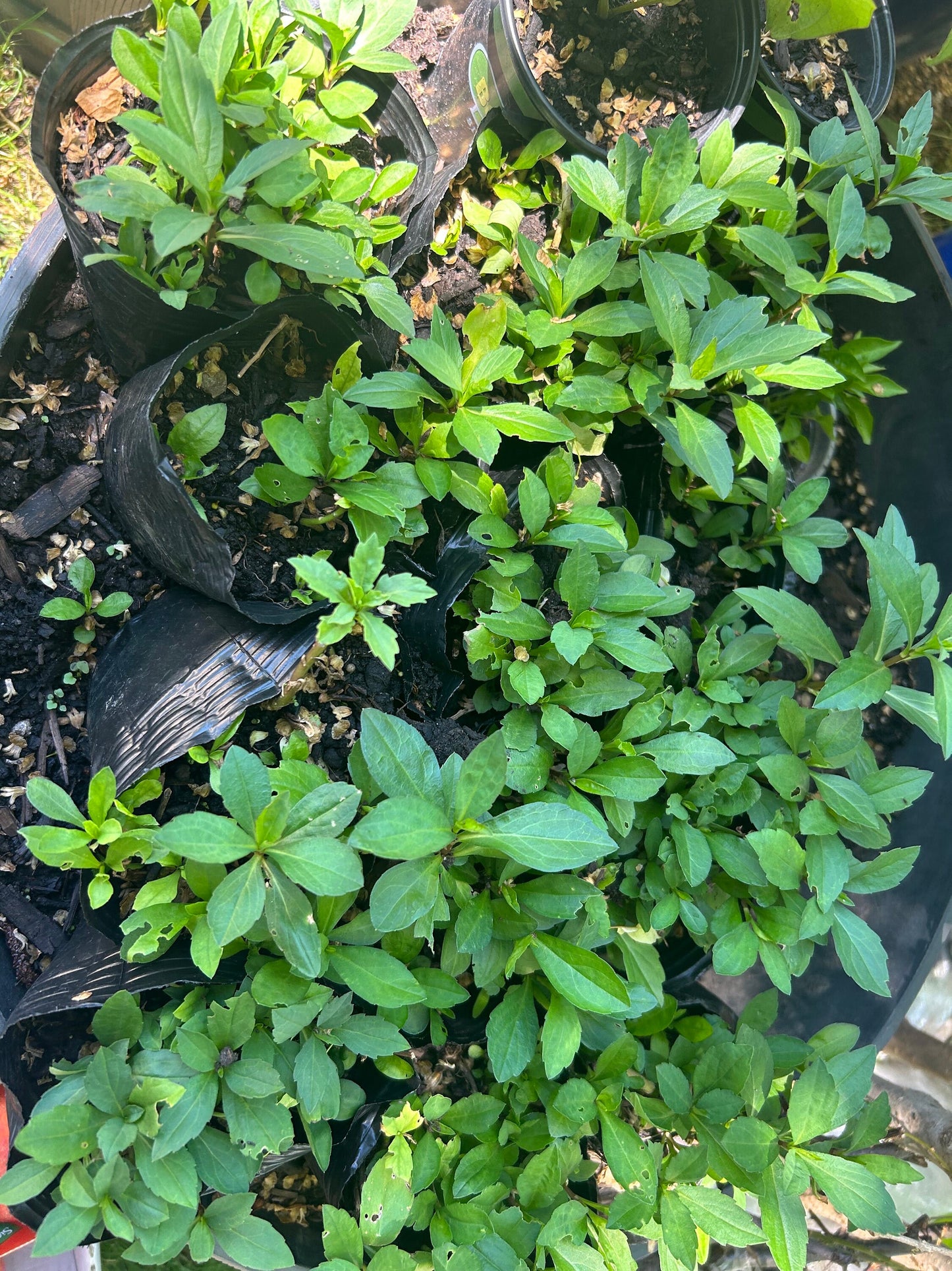 Maranta Seedling/马兰头苗-13*15cm Pot with Full Root System - free Shipping