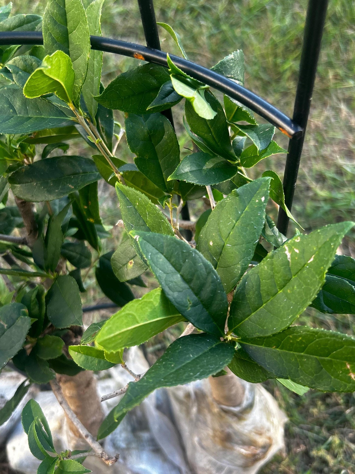 Jiu Zi Gui (九籽桂) - Fragrant Osmanthus - - Trunk Diameter3-4 cm, Height Nearly 2ft - Shipped with Minimal Soil for Adequate Moisture