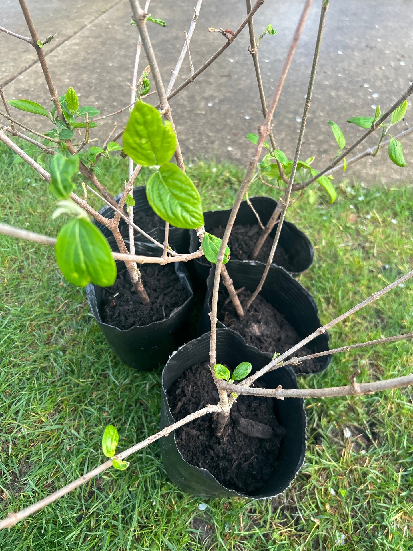 Chinese Snowball Viburnum Sapling-中华木绣球-2 Feet Tall, 0.5-Inch Diameter Stem, Own Root, Shipping with Growing Bag