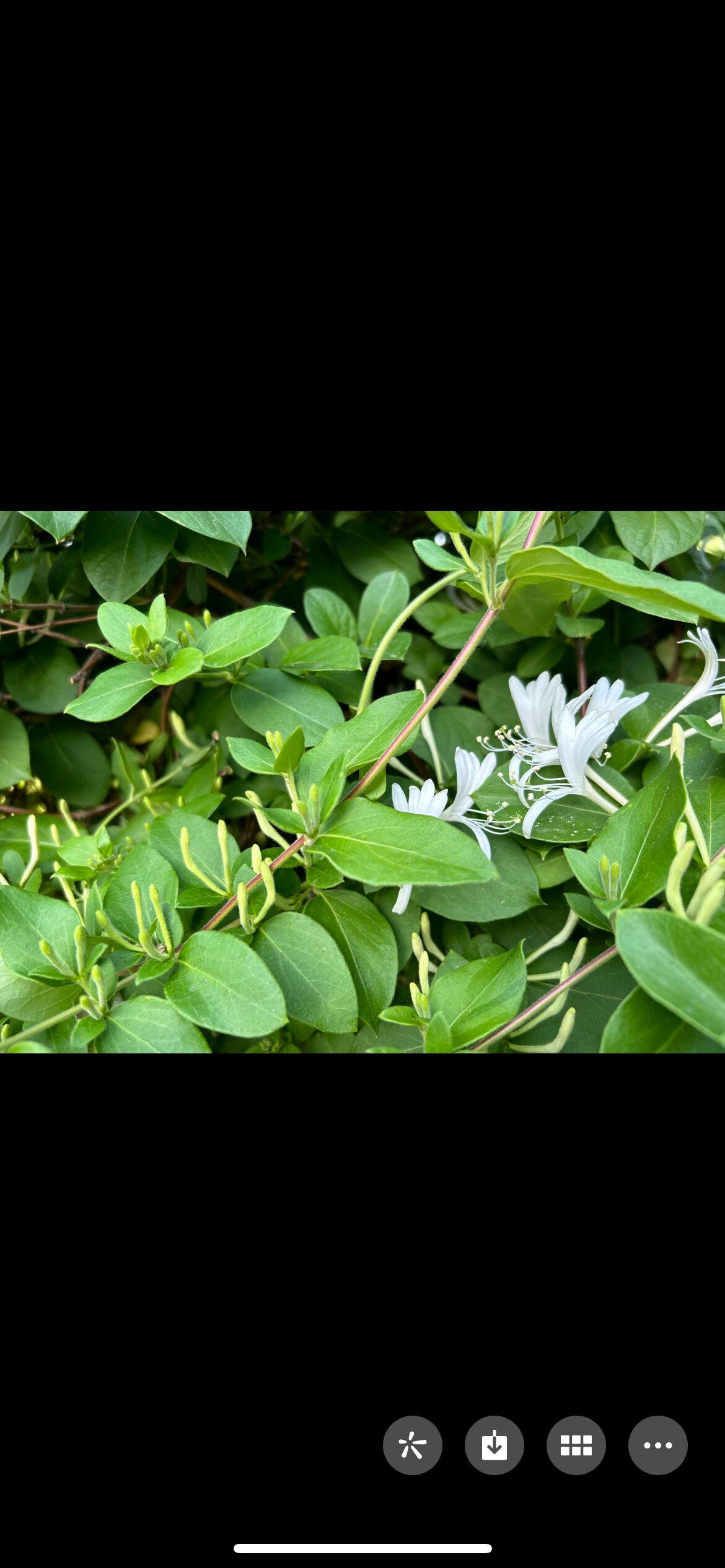 Japanese Honeysuckle,正宗食用金银花,living plant