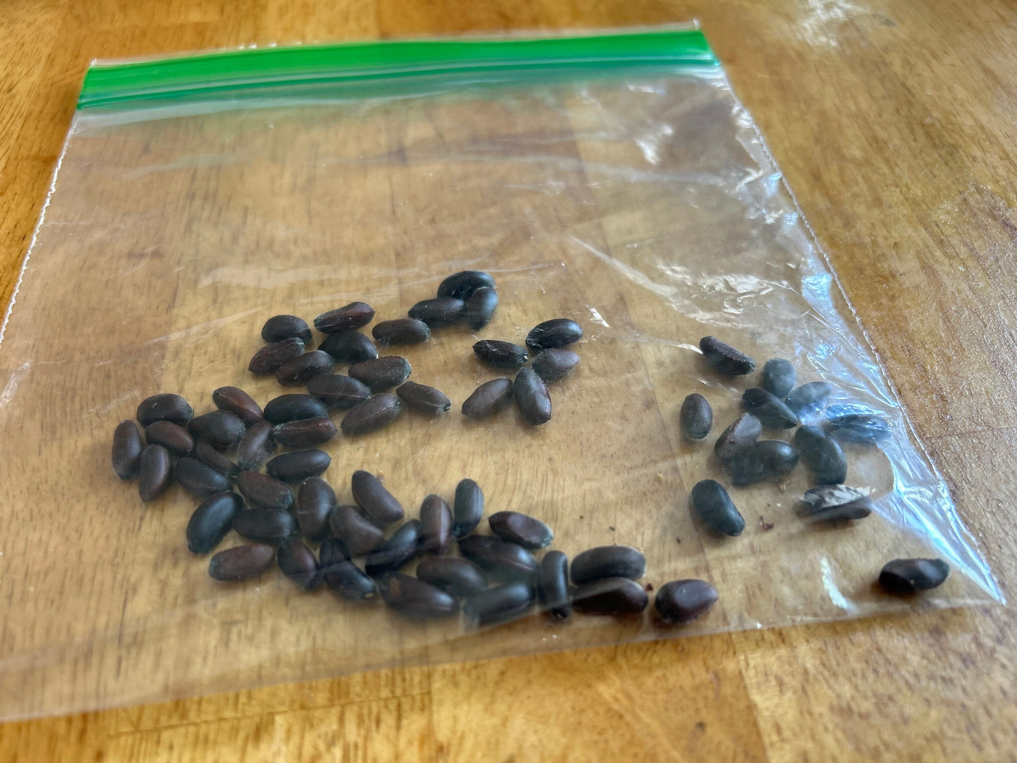 Freshly Harvested Winter Sweet (腊梅花) Seeds - 7/7/2024 | Ideal for Indoor Seedlings in Cold Weather | Free Shipping | 5 Seeds per Order