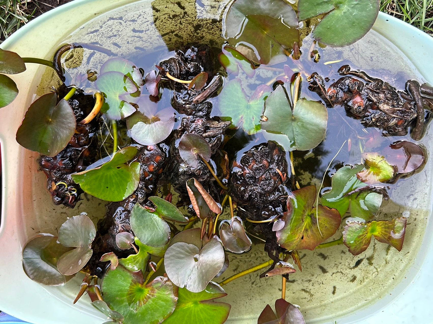 Fresh Water Lily,睡莲,living plant