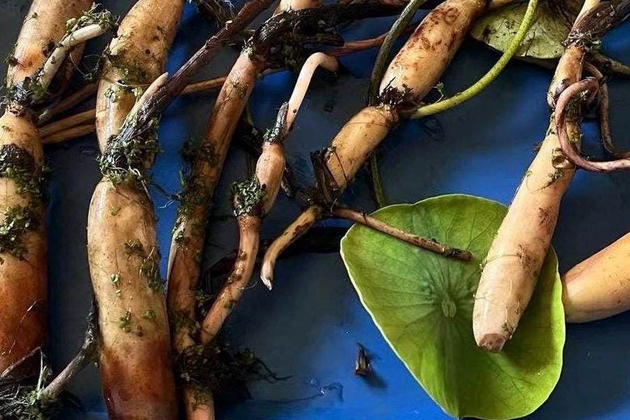 Homegrown Space 36 Lotus Root/太空莲 - Organic & High-Yield Variety!