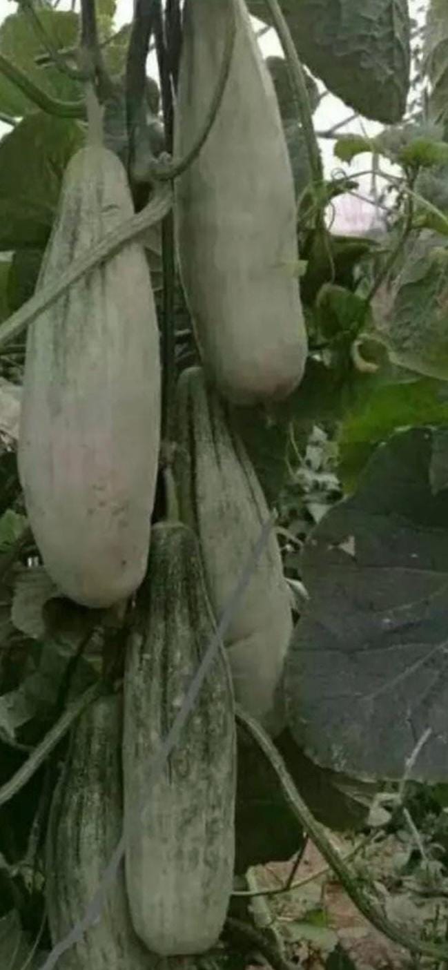 Horned Honey Melon Seeds |羊角蜜甜瓜种子 - 30 Seeds | Sweet & Crispy | Early Maturing