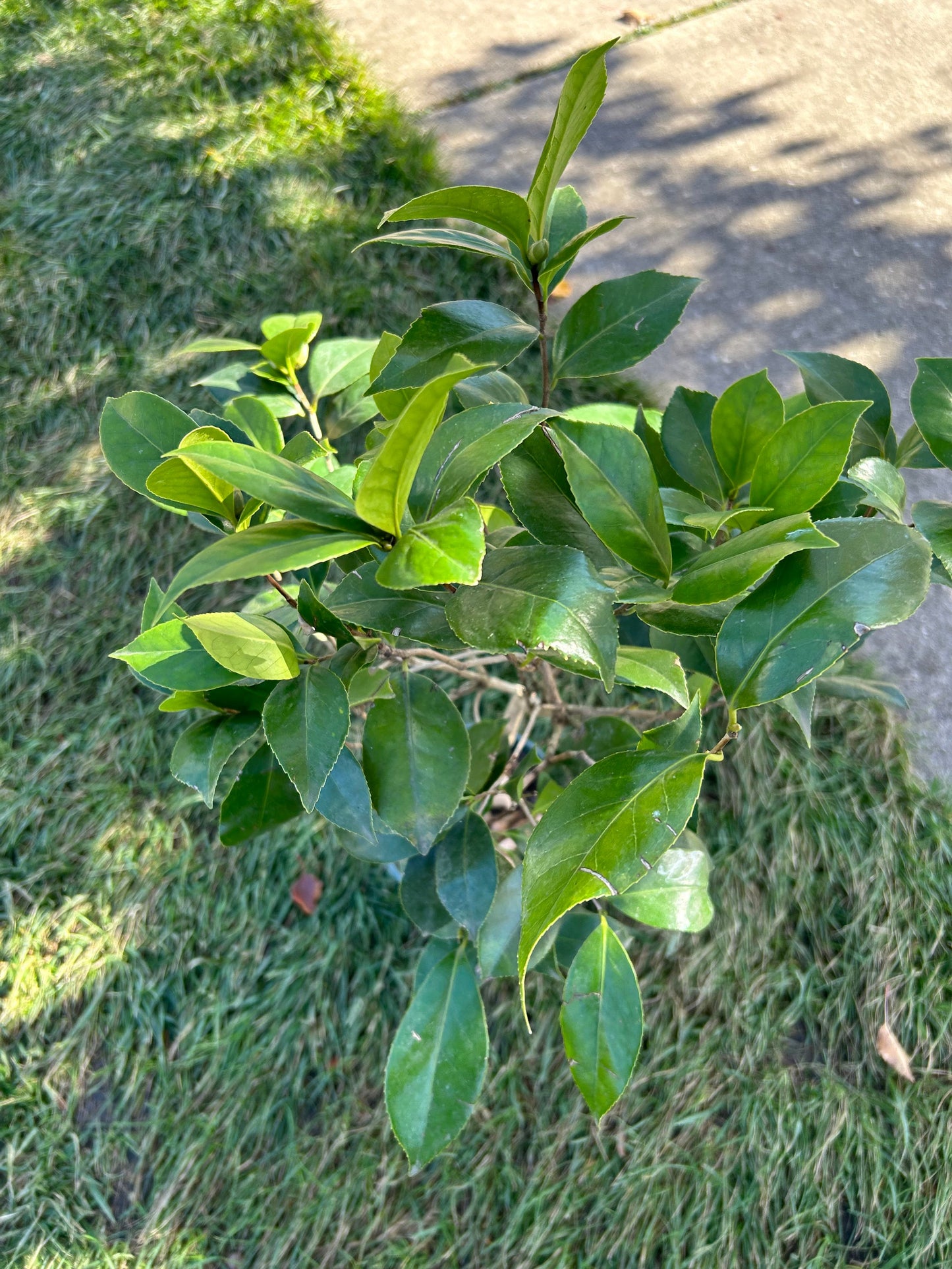 Zheng Xishi Camellia/正西施茶花, 5-Gallon size Potted Plant, Shipped with Pot, Live Plant in Pot