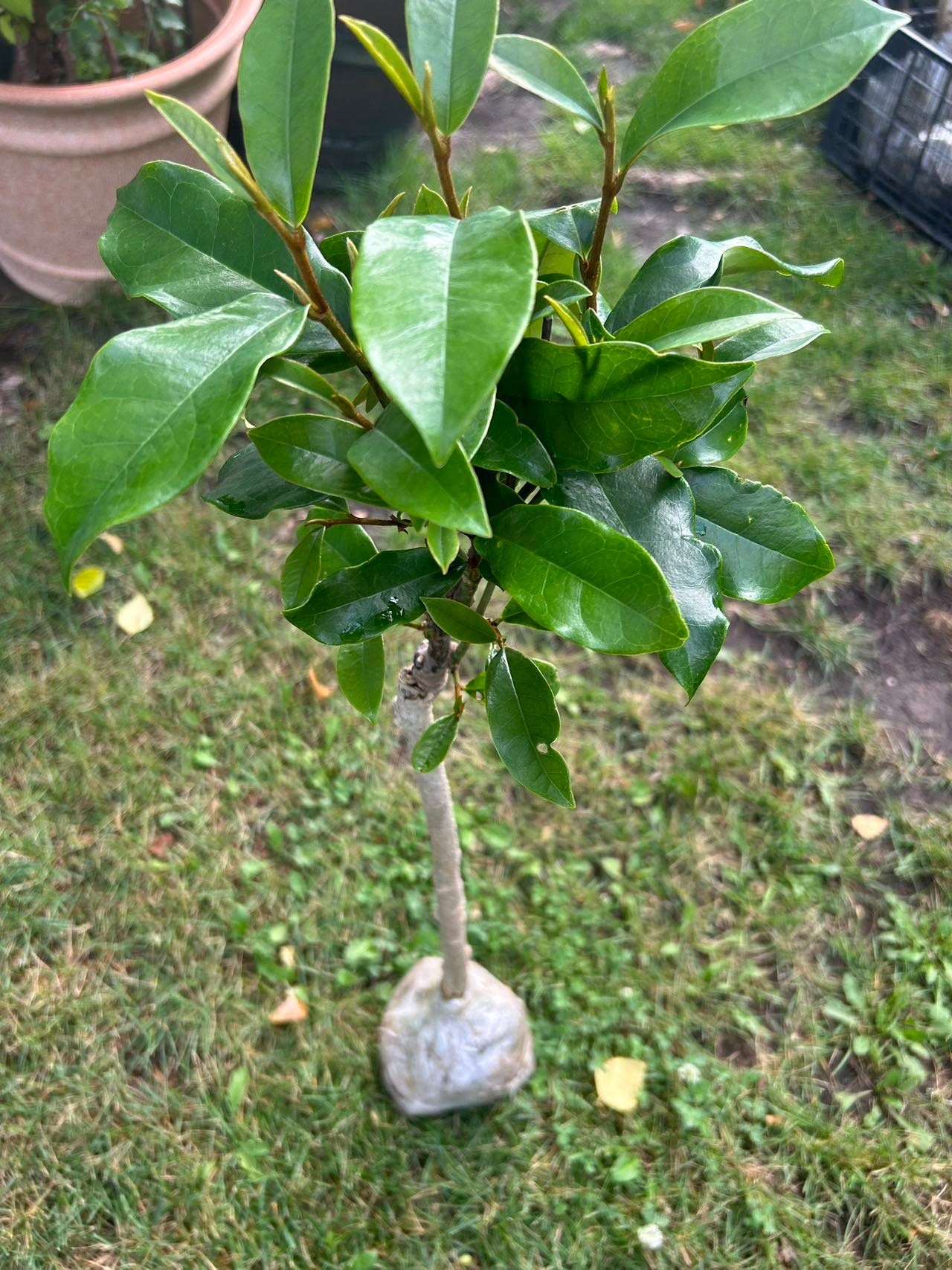 7 Gallon Purple (Michelia crassipes Law) 紫花含笑 - Living Plant - Growing in Bag for Years - Blooms as Shown - Nearly 3 ft Tall, Large Plant