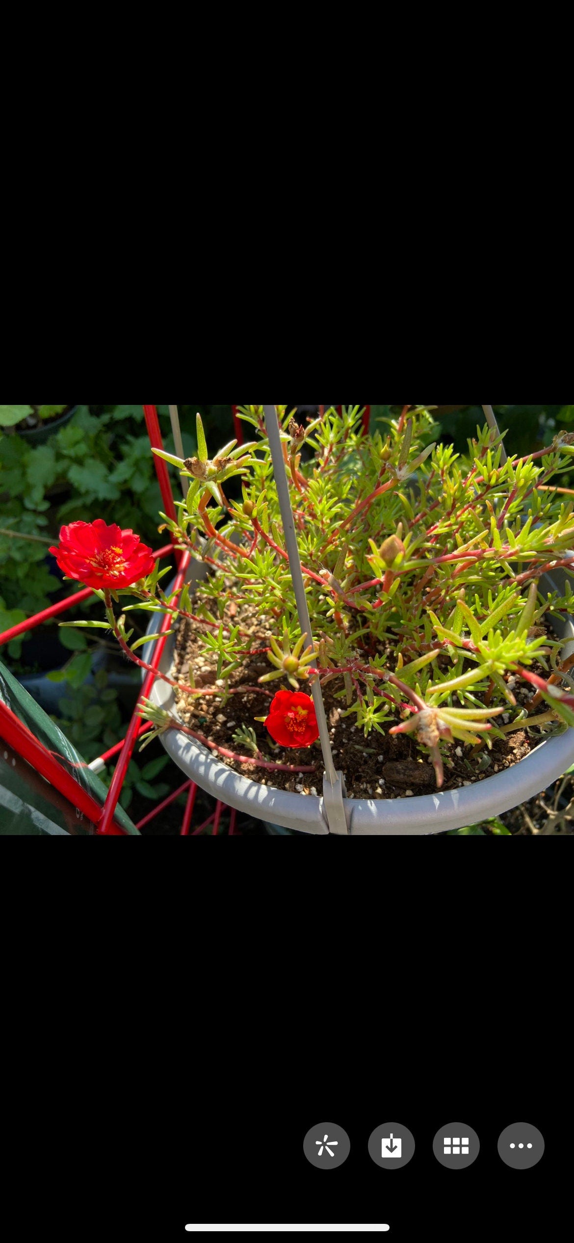 Double-Petal Portulaca grandiflora seeds,hundreds to thousands of seeds