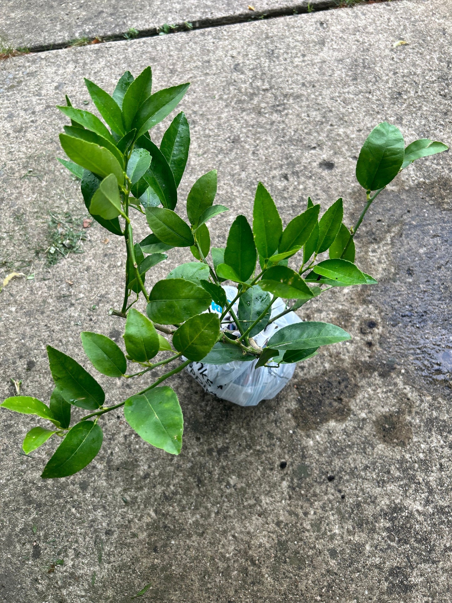 Improved Meyer Lemon (Citrus x meyeri),2Gal,living plant