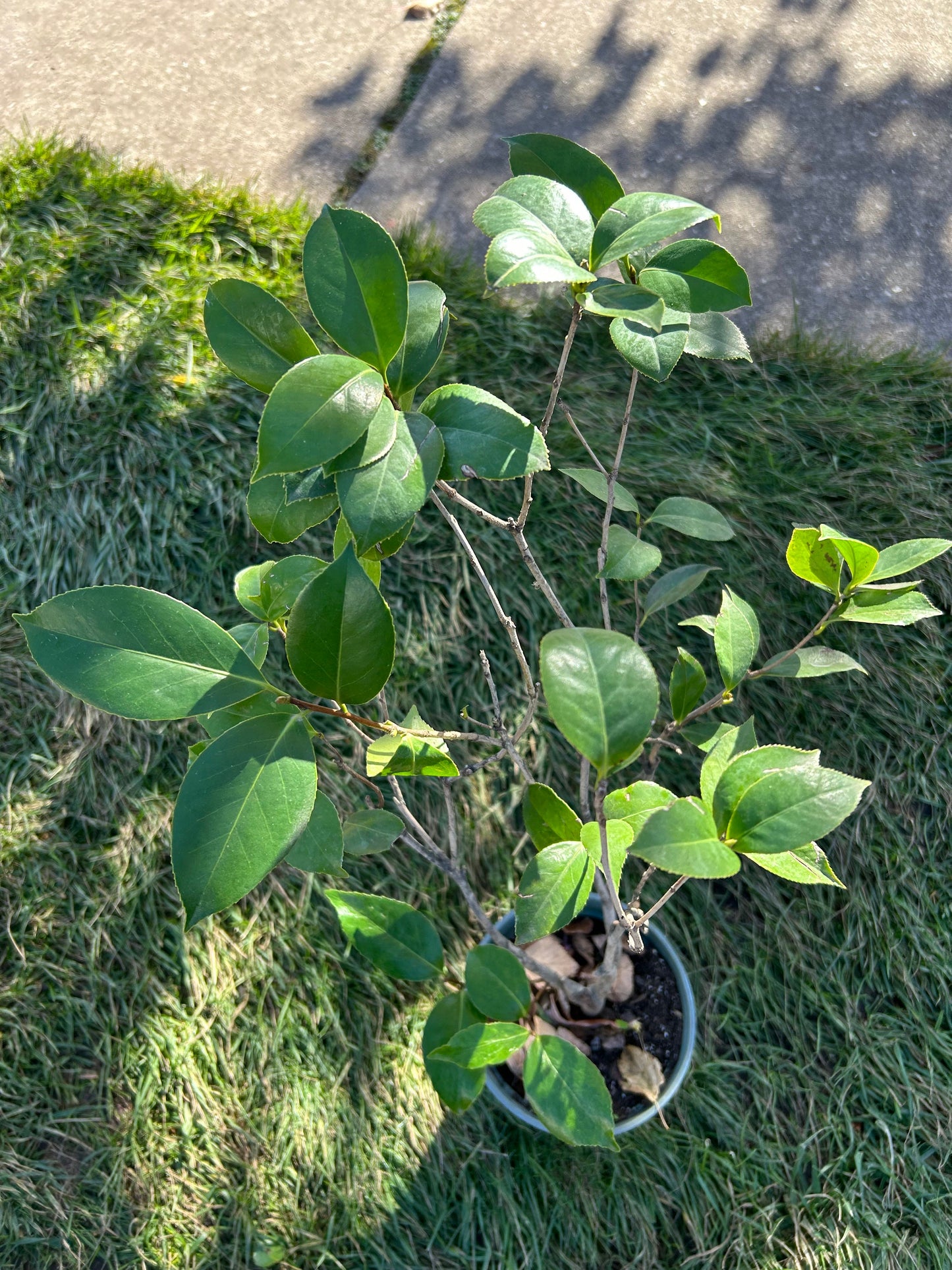 Hanging Thread Chang'e Color Camellia / “挂线嫦娥彩”山茶花-Lovely Red Thread Variety, 5-Gallon Potted Plant, Shipped with Pot, Live Plant in Pot