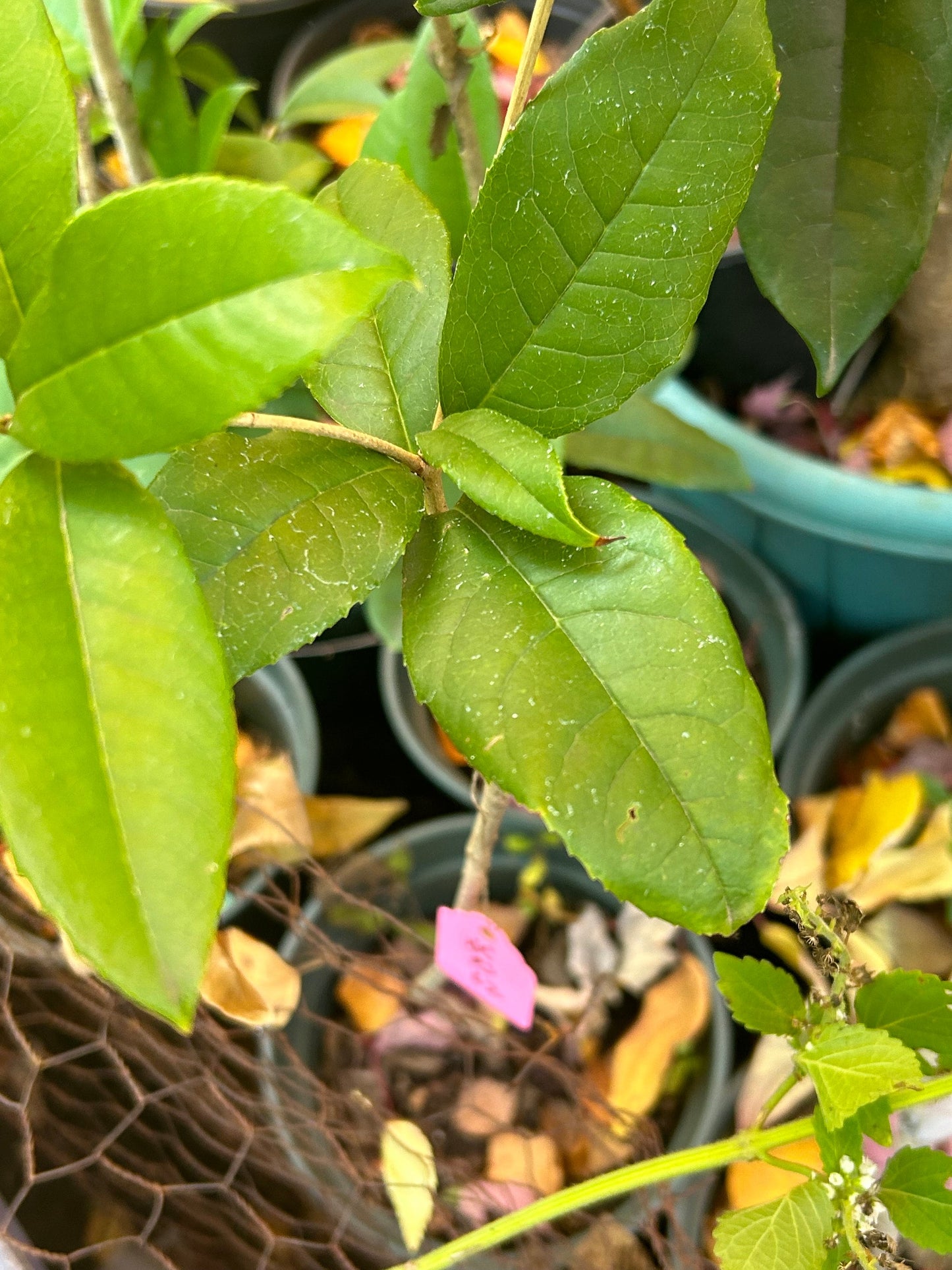 Living Plant: Self-rooted Zhuangyuanhong Osmanthus /状元红桂花-in 2-Gallon Size