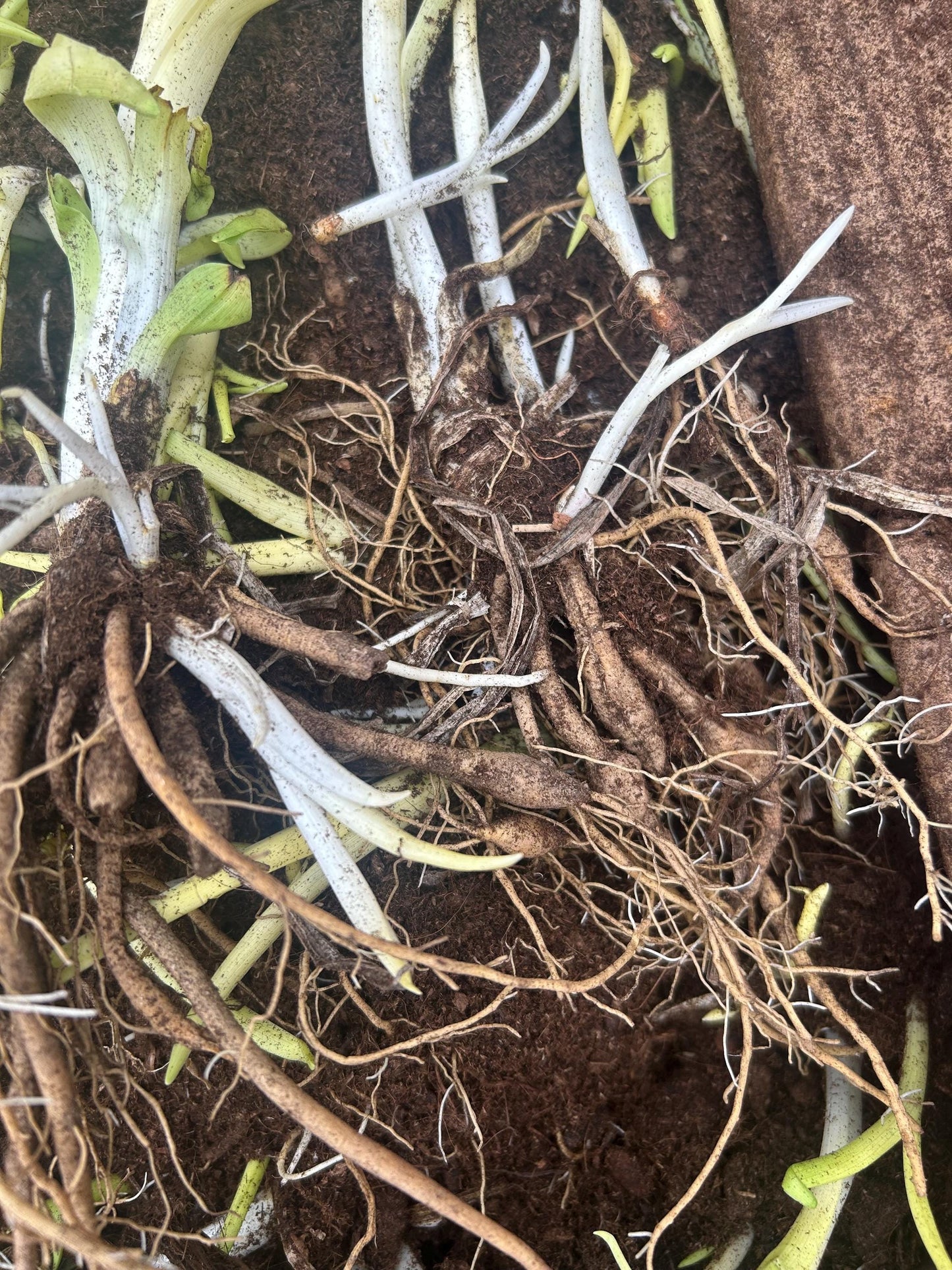 Chinese Daylily Roots Hemerocallis citrina | 中国黄花菜根茎 |Perennial | Fragrant Flower for Garden Planting
